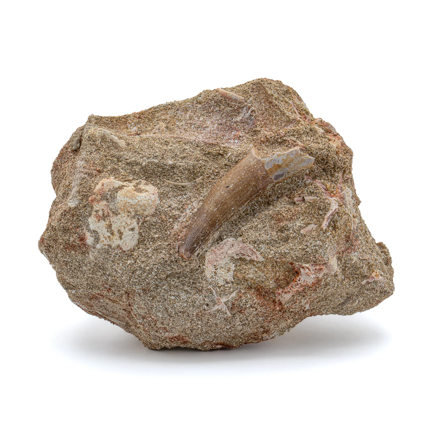 Plesiosaur Tooth in Matrix - 1.82" - Image 3