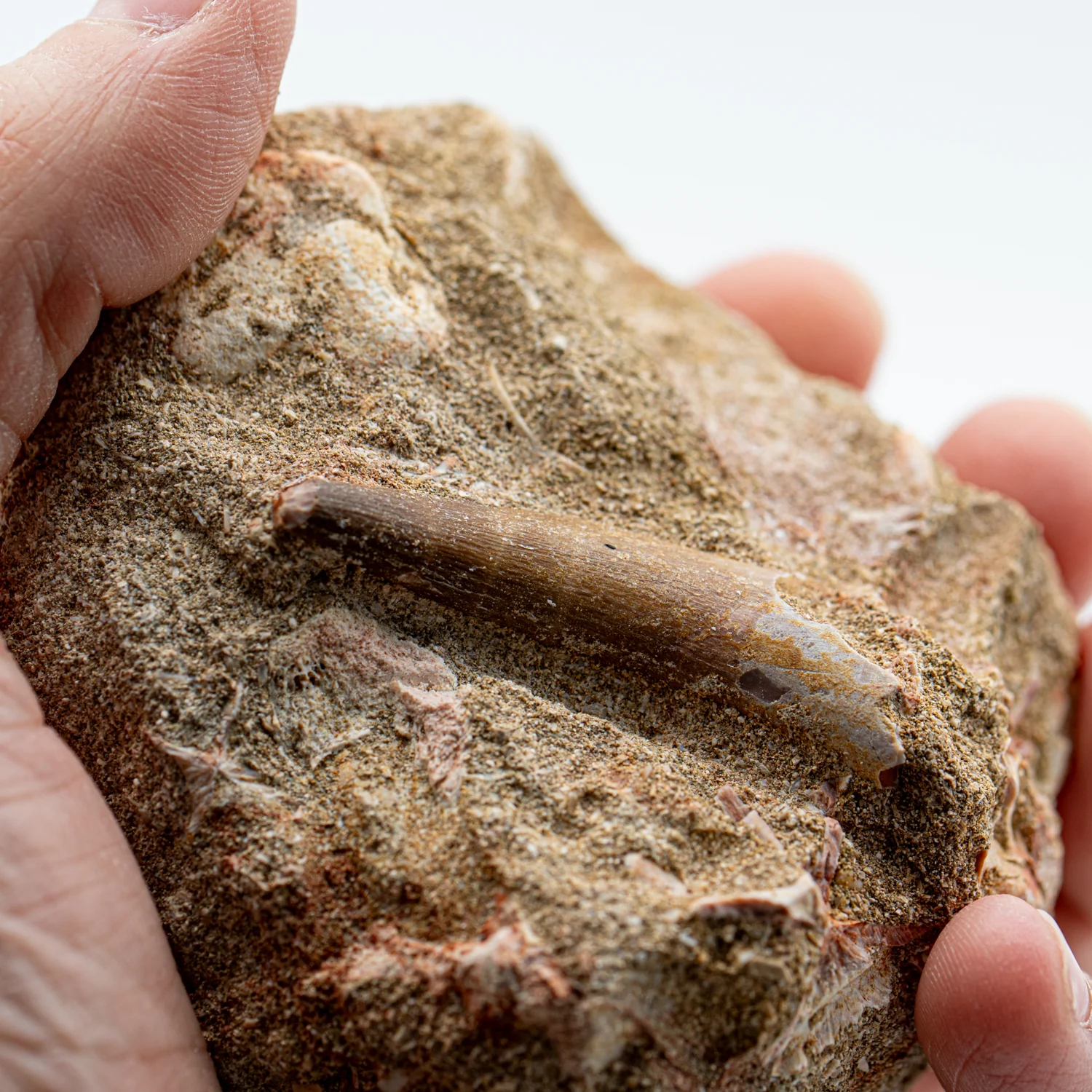 Plesiosaur Tooth in Matrix - 1.82" - Image 4