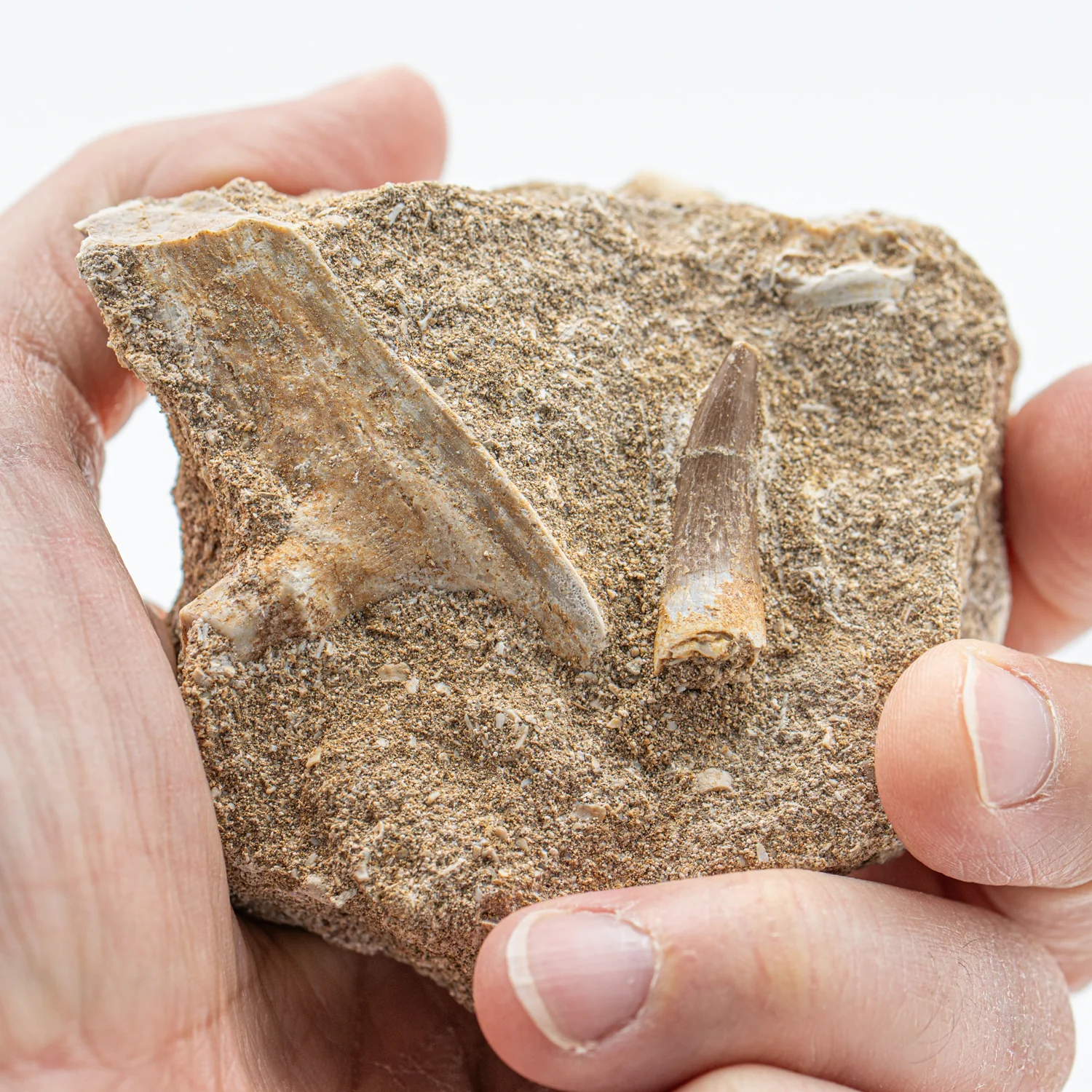 Plesiosaur Tooth in Matrix - 1.101" - Image 2