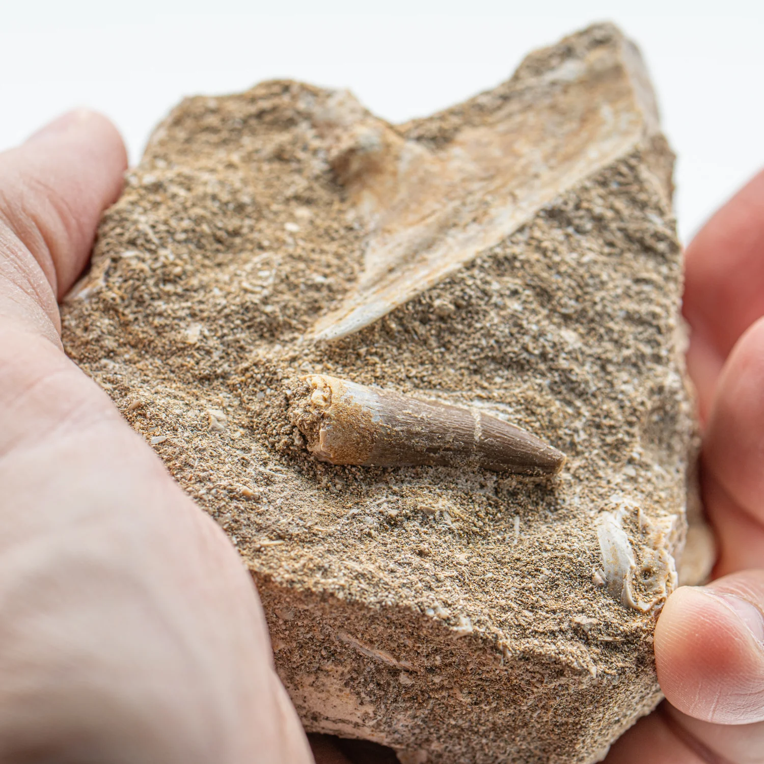 Plesiosaur Tooth in Matrix - 1.101" - Image 3