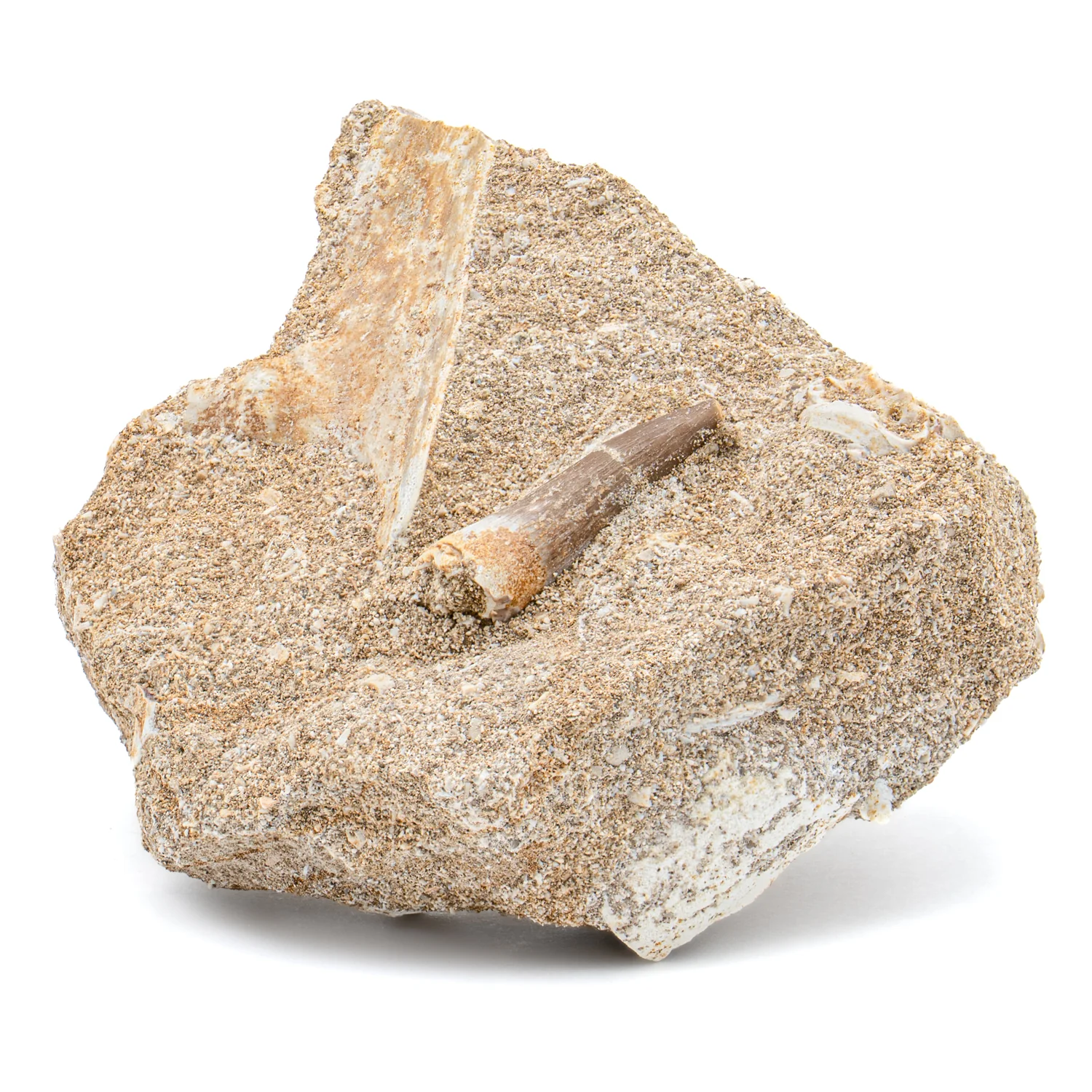 Plesiosaur Tooth in Matrix - 1.101" - Image 4