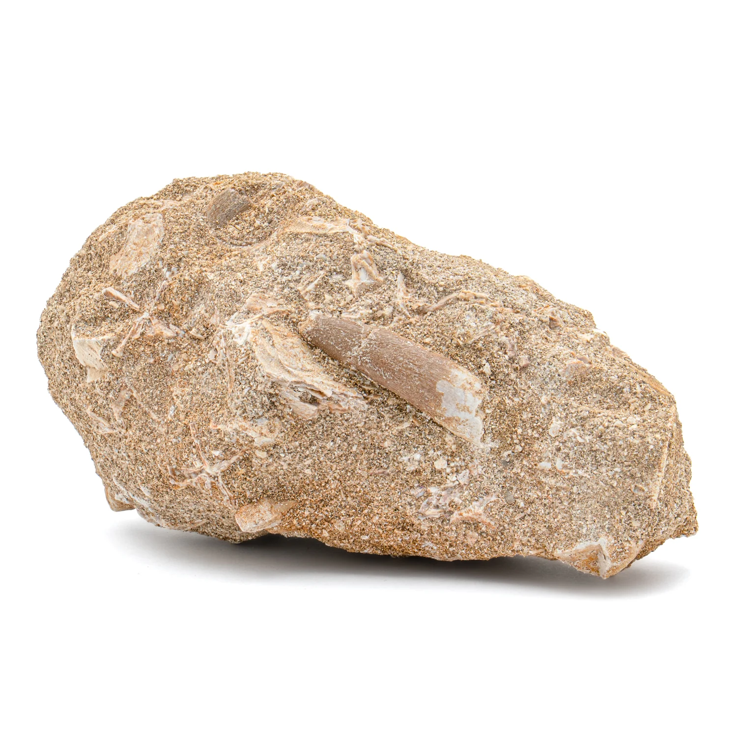 Plesiosaur Tooth in Matrix - 1.174" - Image 3