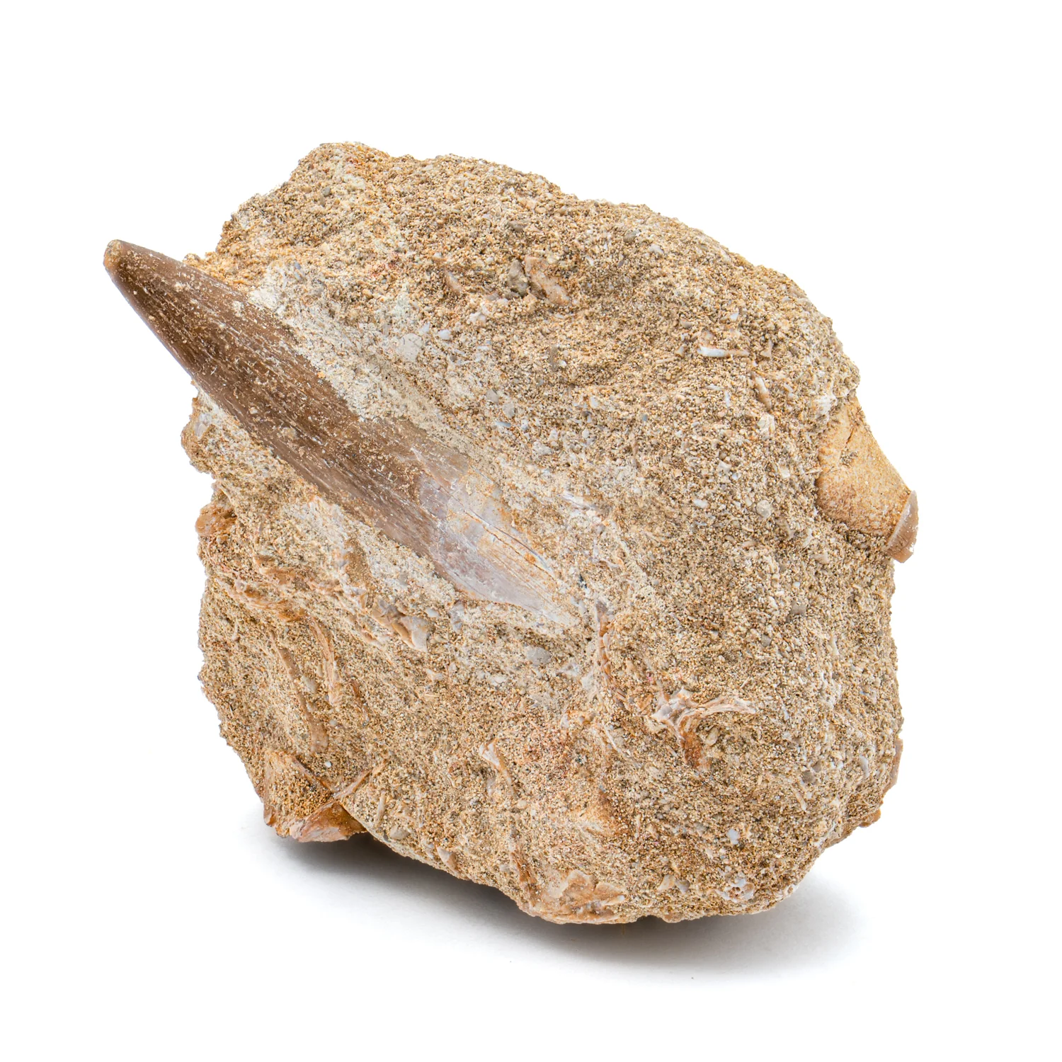 Plesiosaur Tooth in Matrix - 1.346" - Image 3