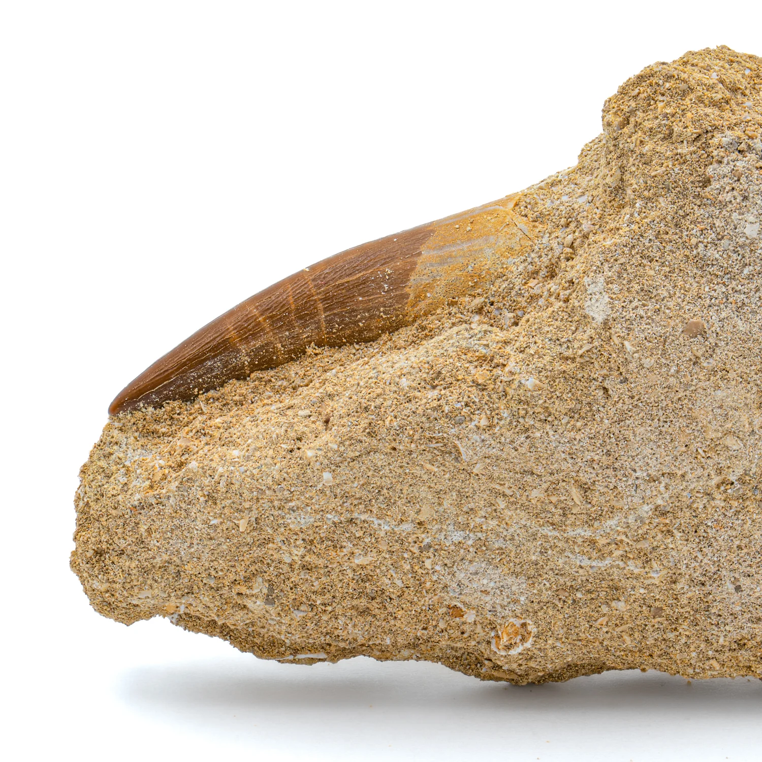 Plesiosaur Tooth in Matrix - 1.475" - Image 3