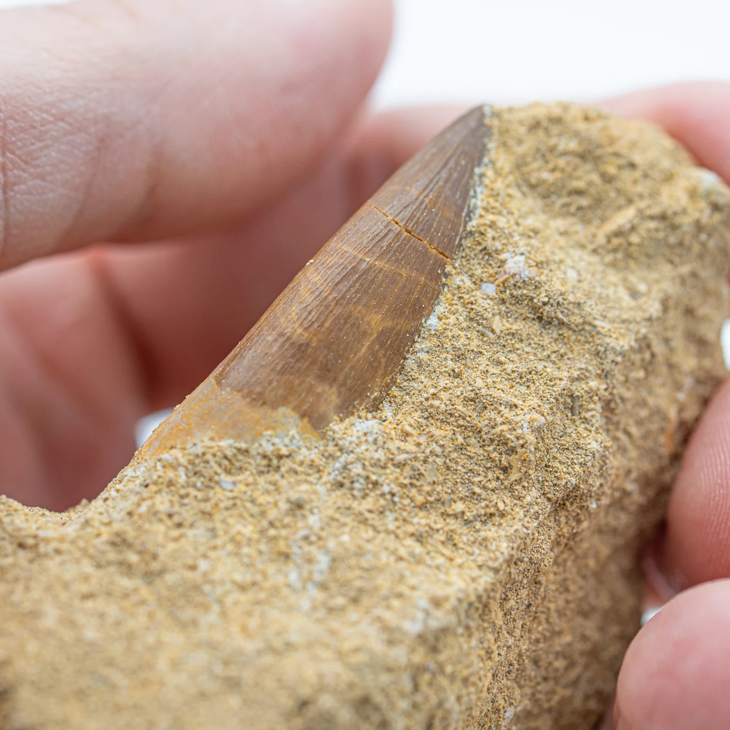 Plesiosaur Tooth in Matrix - 1.475" - Image 4