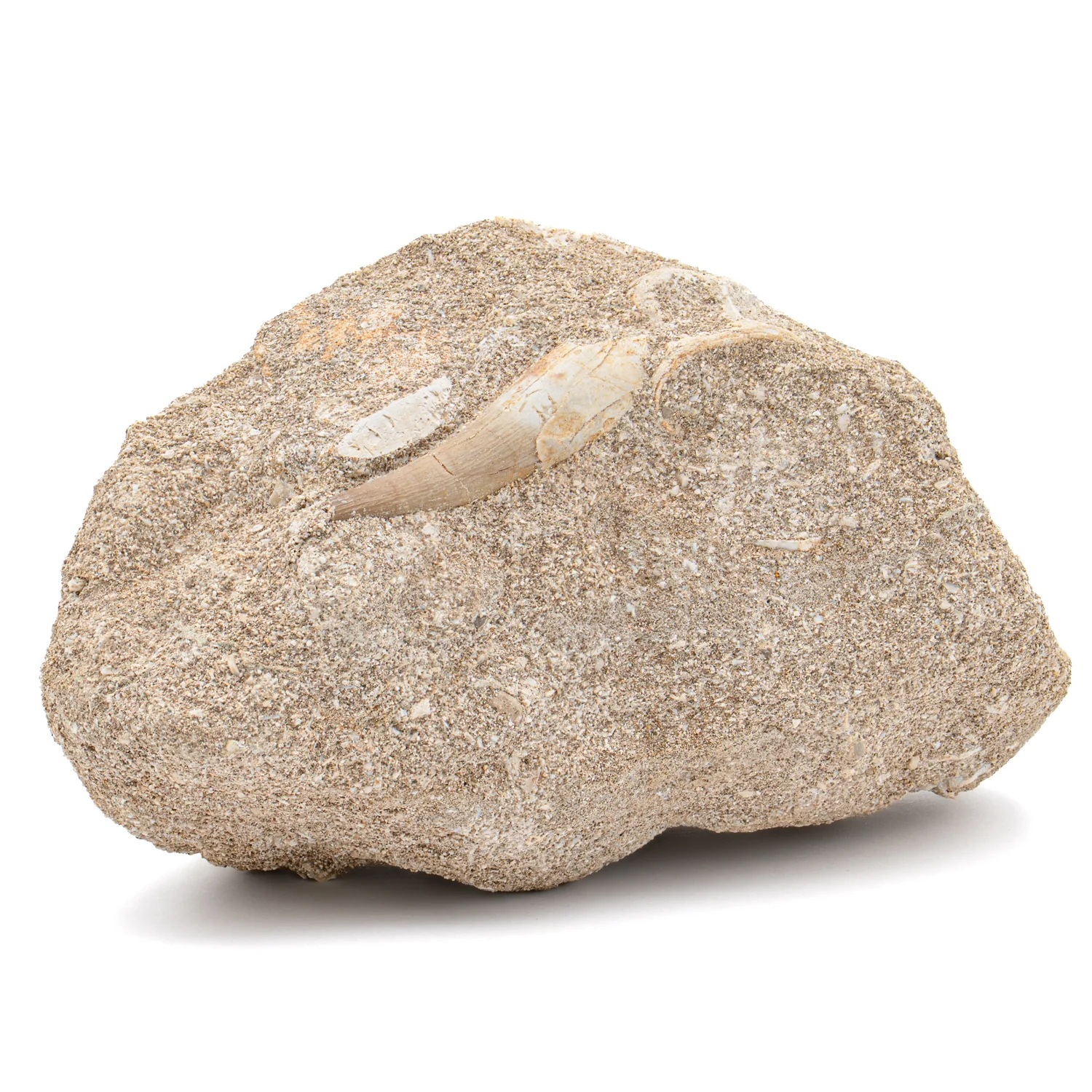 Plesiosaur Tooth in Matrix - 1.494" - Image 2