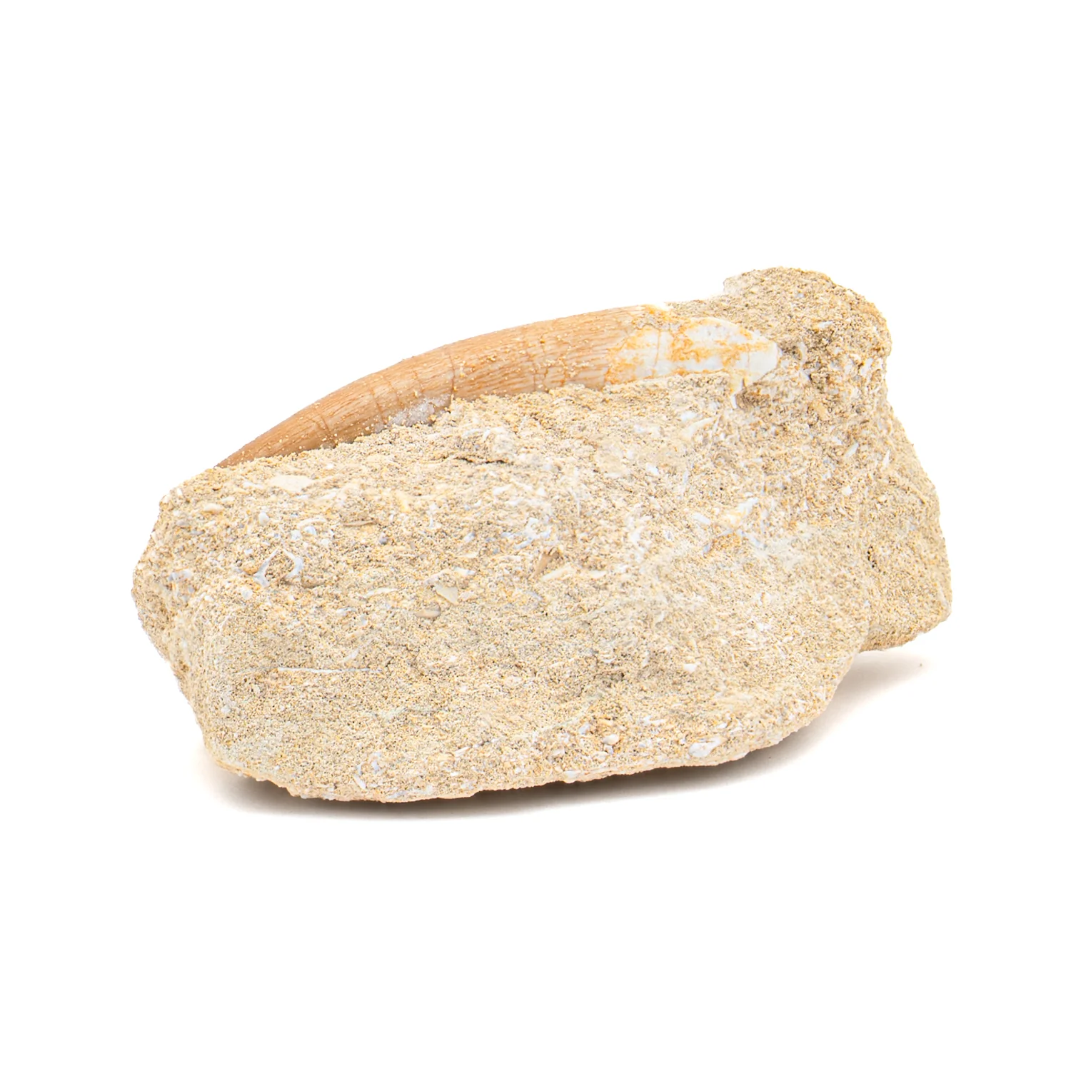 Plesiosaur Tooth in Matrix - 1.500" - Image 2