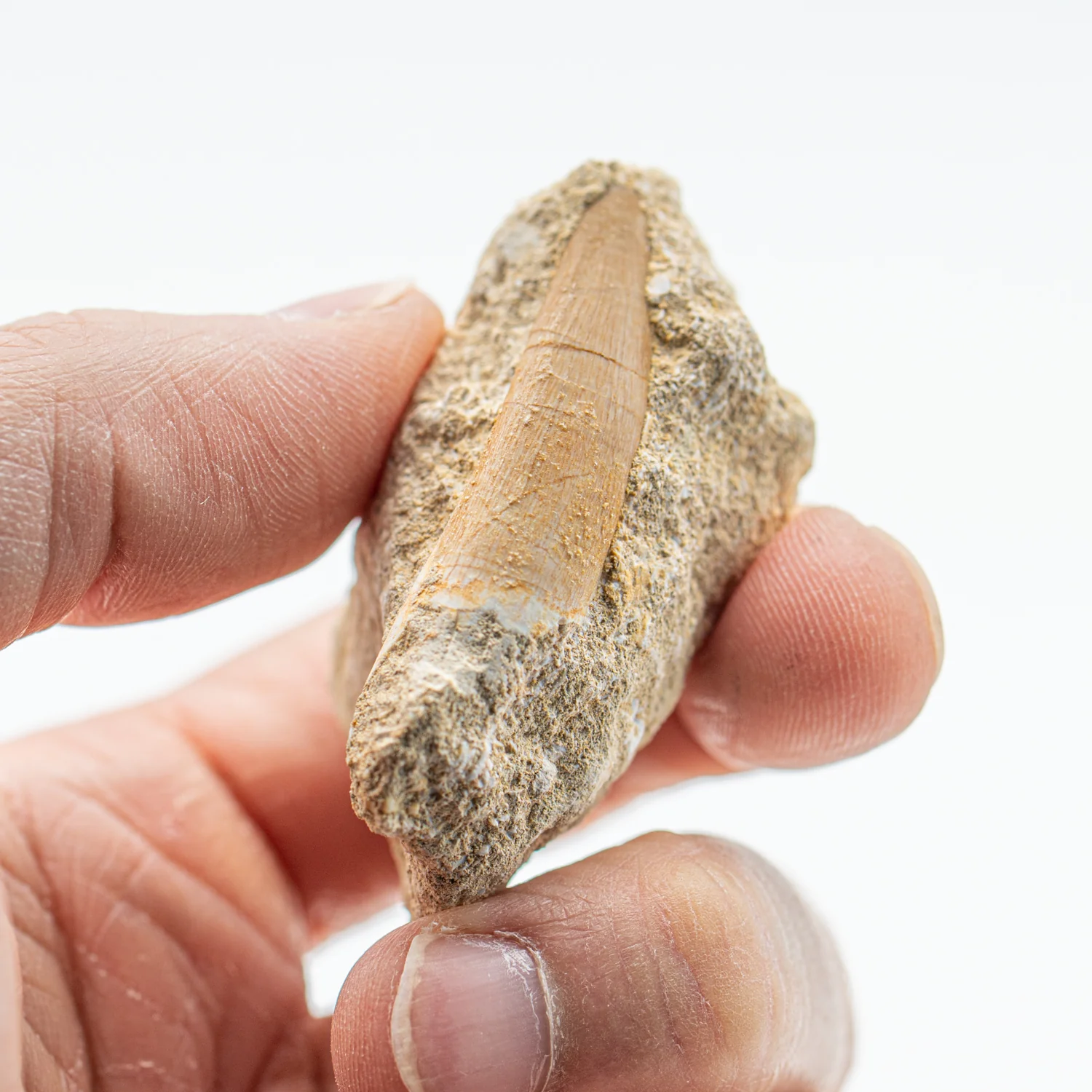 Plesiosaur Tooth in Matrix - 1.500" - Image 3
