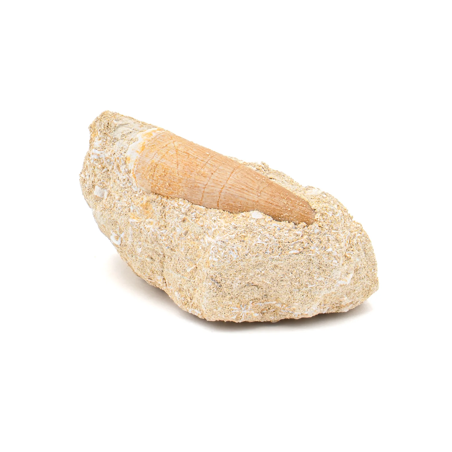 Plesiosaur Tooth in Matrix - 1.500" - Image 4