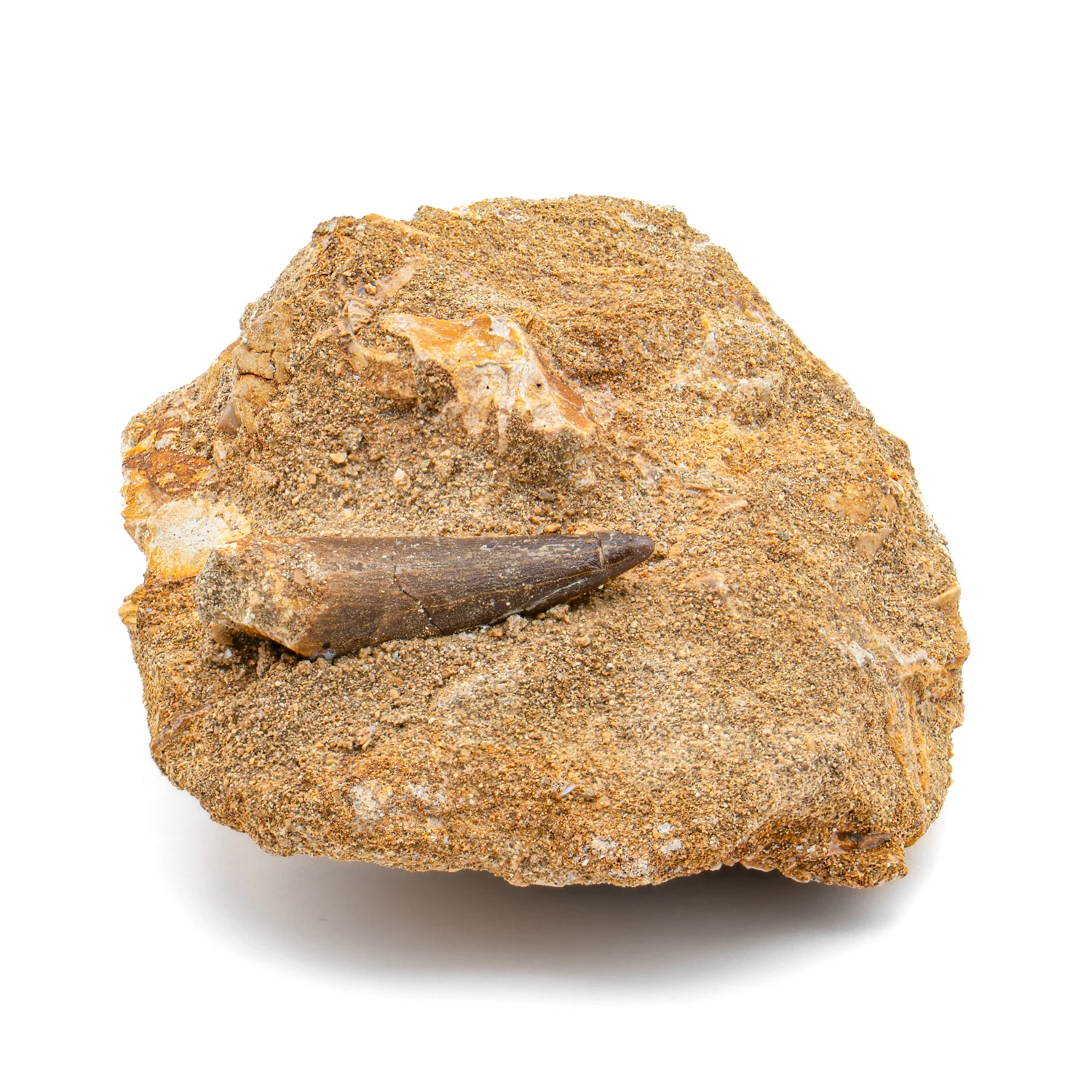 Plesiosaur Tooth in Matrix - SOLD 1.550" - Image 2