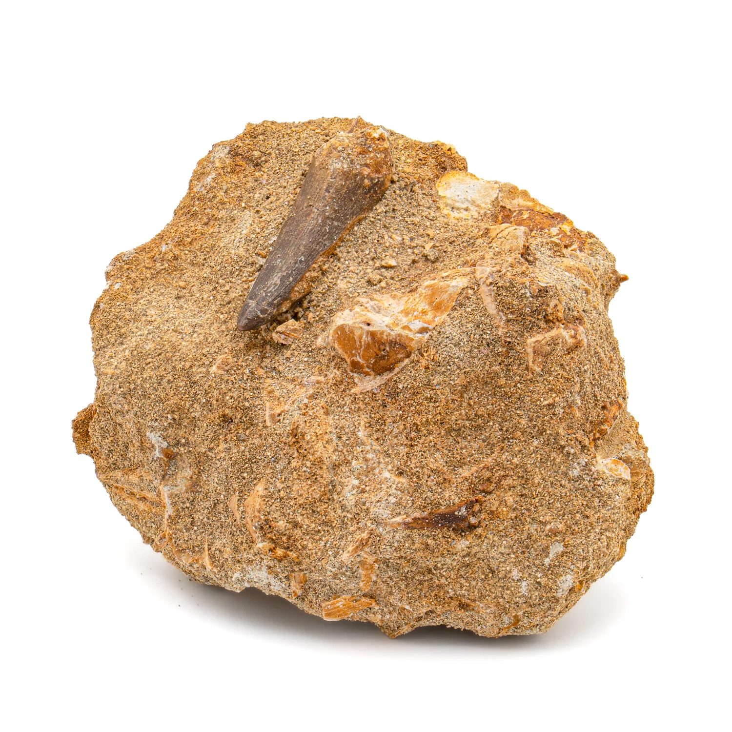 Plesiosaur Tooth in Matrix - SOLD 1.550" - Image 3