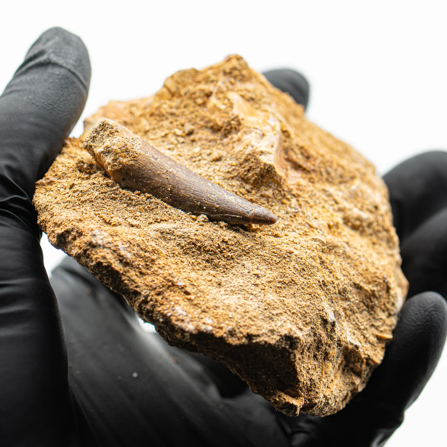 Plesiosaur Tooth in Matrix - SOLD 1.550" - Image 4