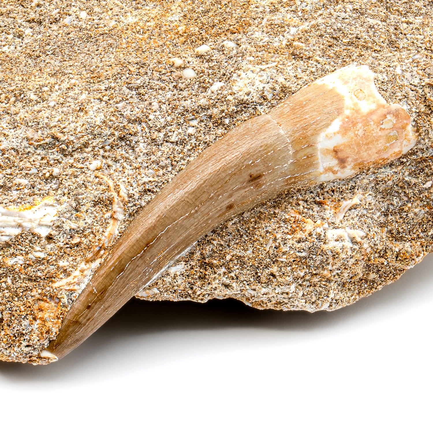 Plesiosaur Tooth in Matrix - SOLD 1.69" - Image 2