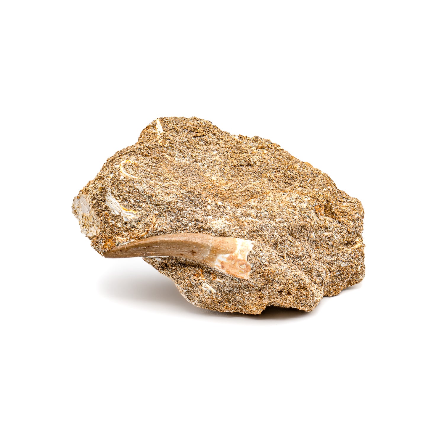 Plesiosaur Tooth in Matrix - SOLD 1.69" - Image 3