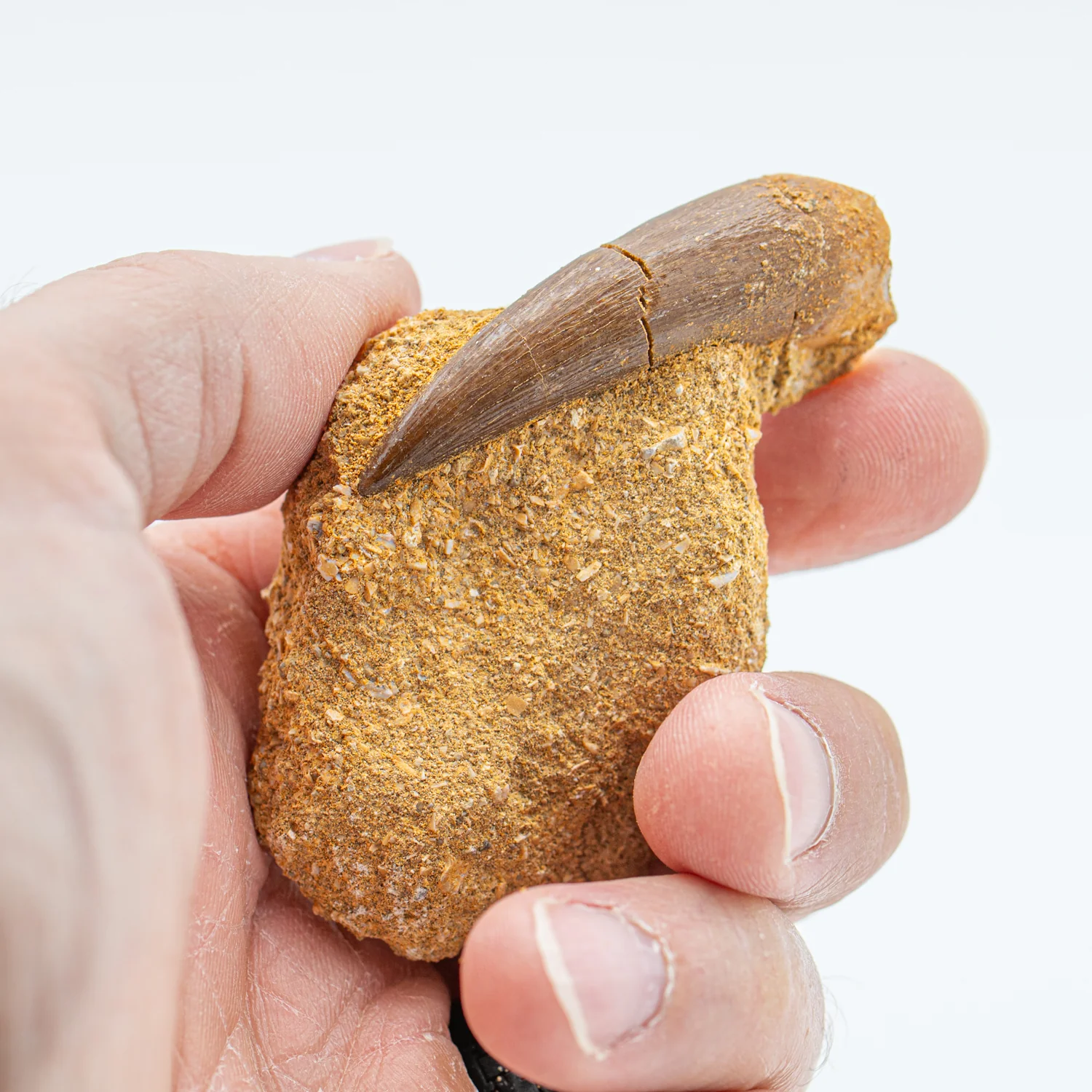 Plesiosaur Tooth in Matrix - 1.812" - Image 2