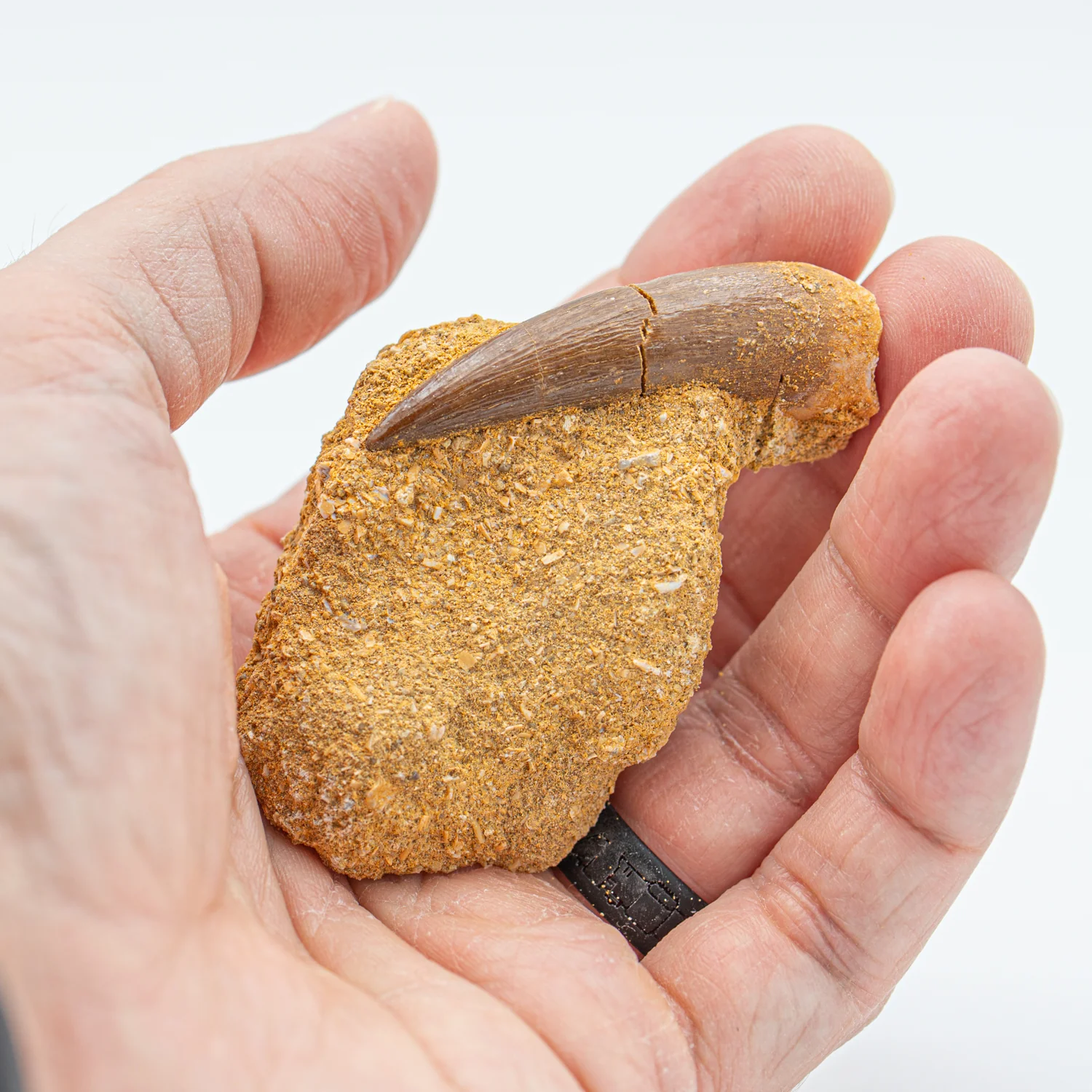 Plesiosaur Tooth in Matrix - 1.812" - Image 3