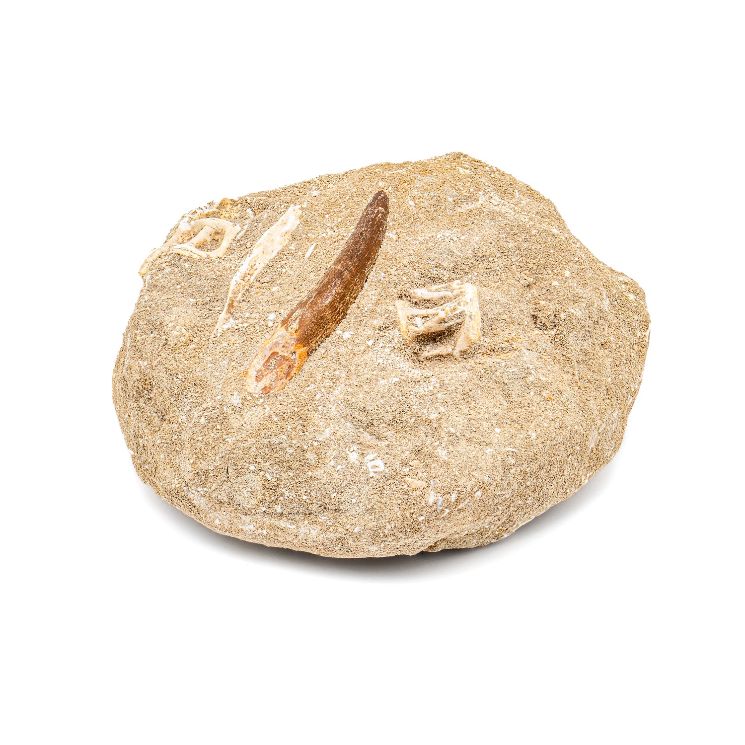 Plesiosaur Tooth in Matrix - SOLD 1.86" - Image 3