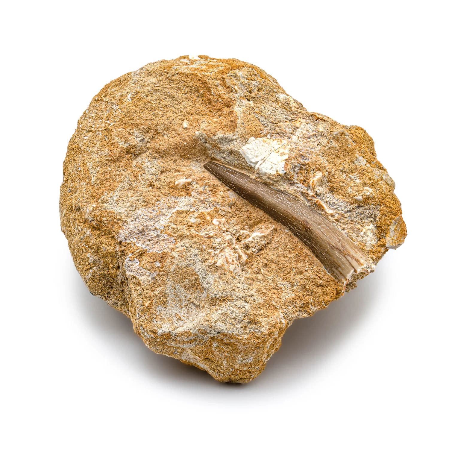 Plesiosaur Tooth in Matrix - SOLD 1.94" - Image 3