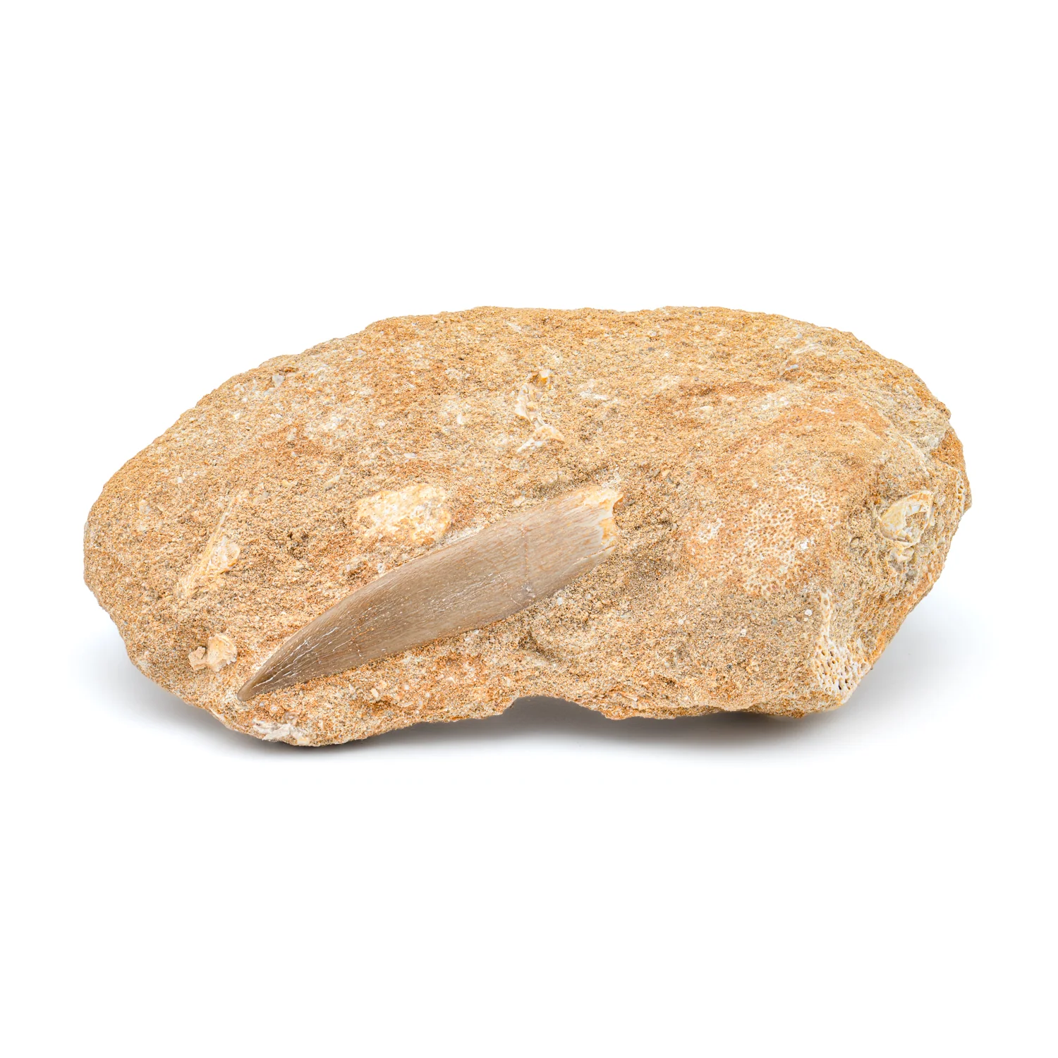 Plesiosaur Tooth in Matrix - SOLD 1.92" - Image 3