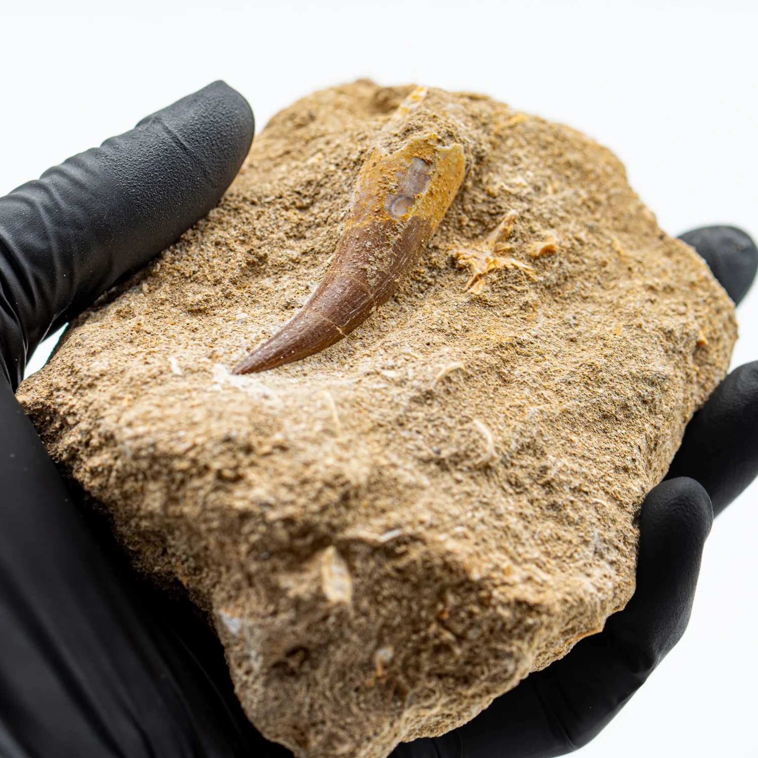 Plesiosaur Tooth in Matrix - SOLD 2.058"