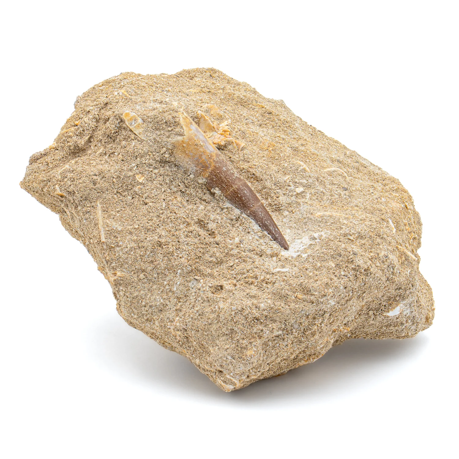 Plesiosaur Tooth in Matrix - SOLD 2.058" - Image 2
