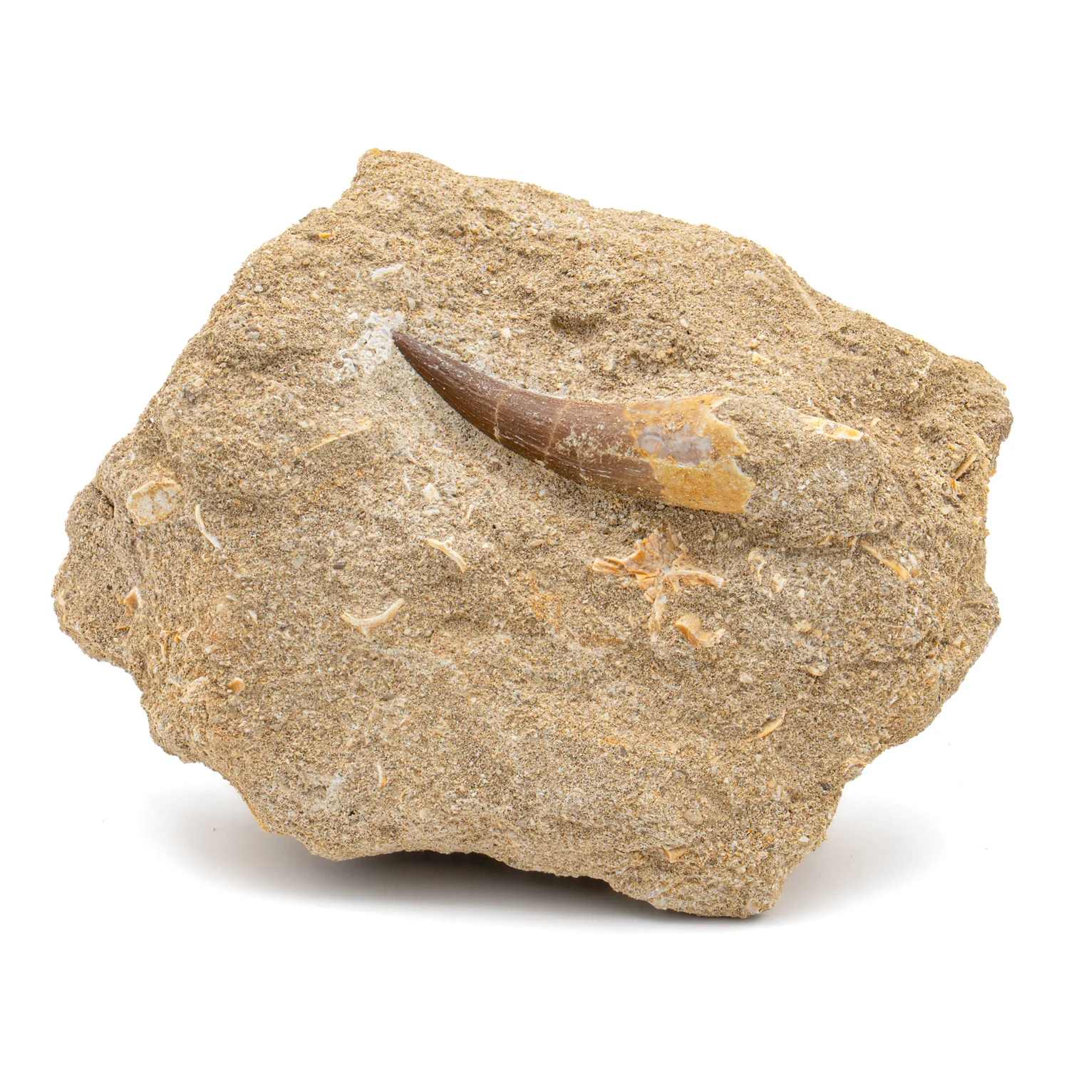Plesiosaur Tooth in Matrix - SOLD 2.058" - Image 3