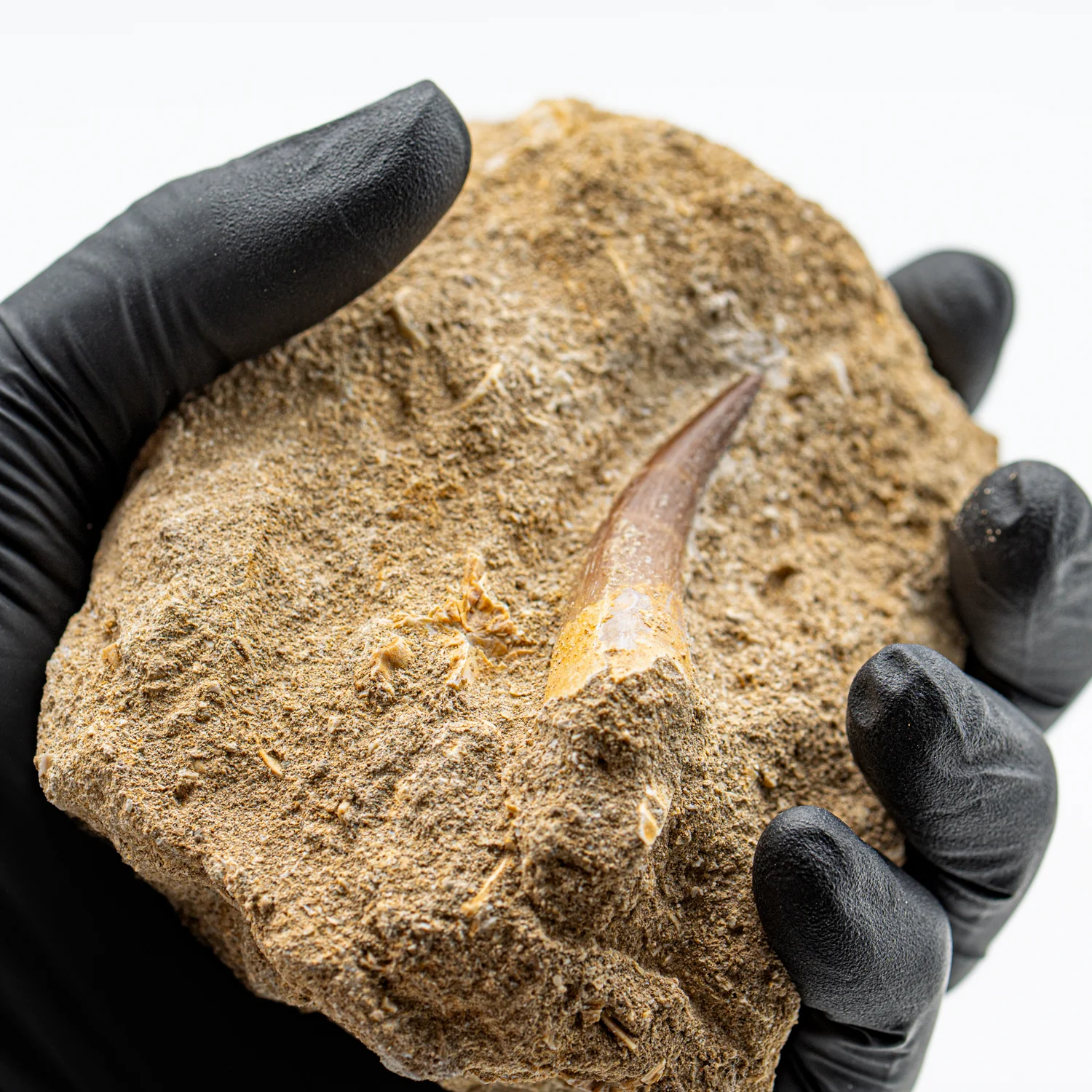 Plesiosaur Tooth in Matrix - SOLD 2.058" - Image 4