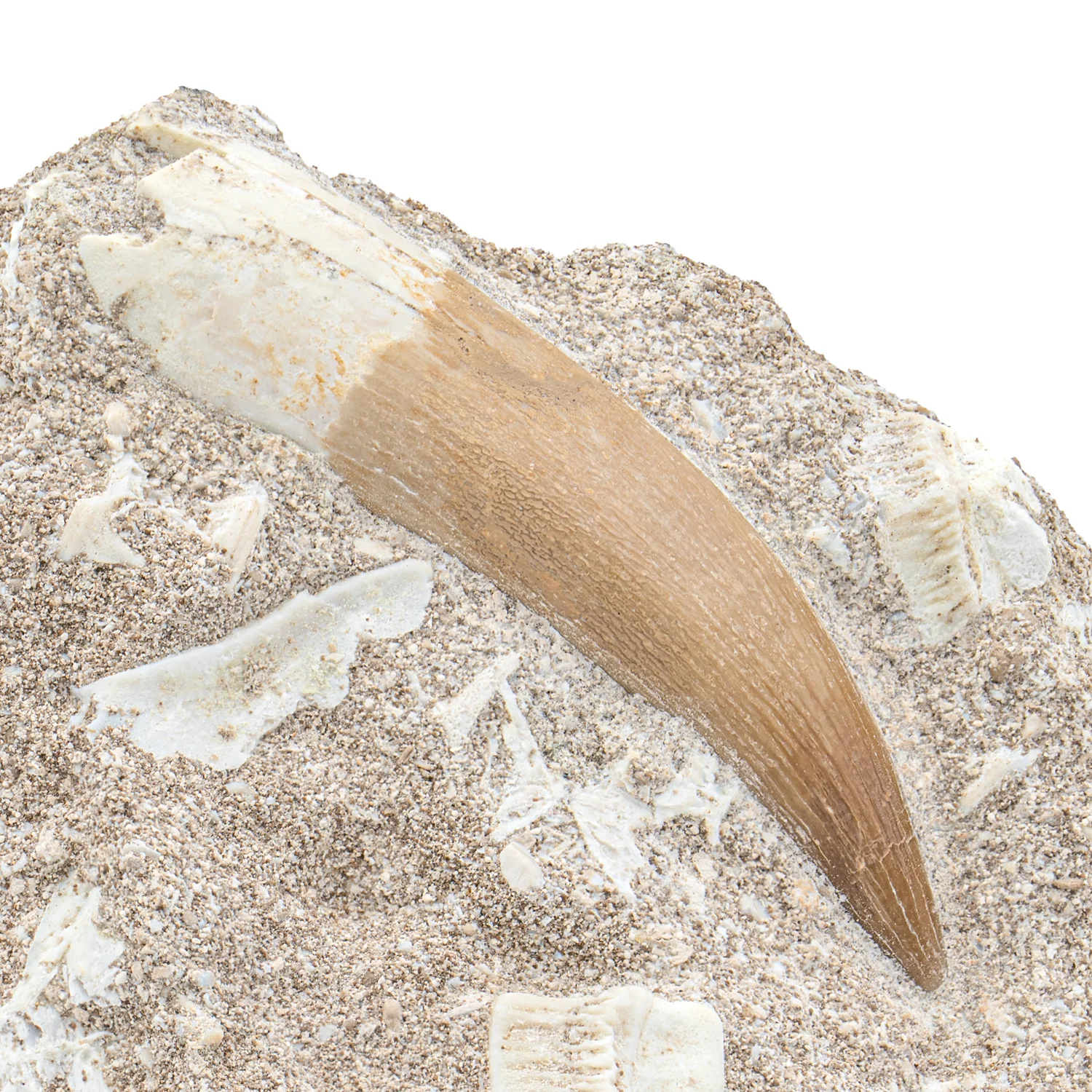 Plesiosaur Tooth in Matrix - SOLD 2.25" - Image 2