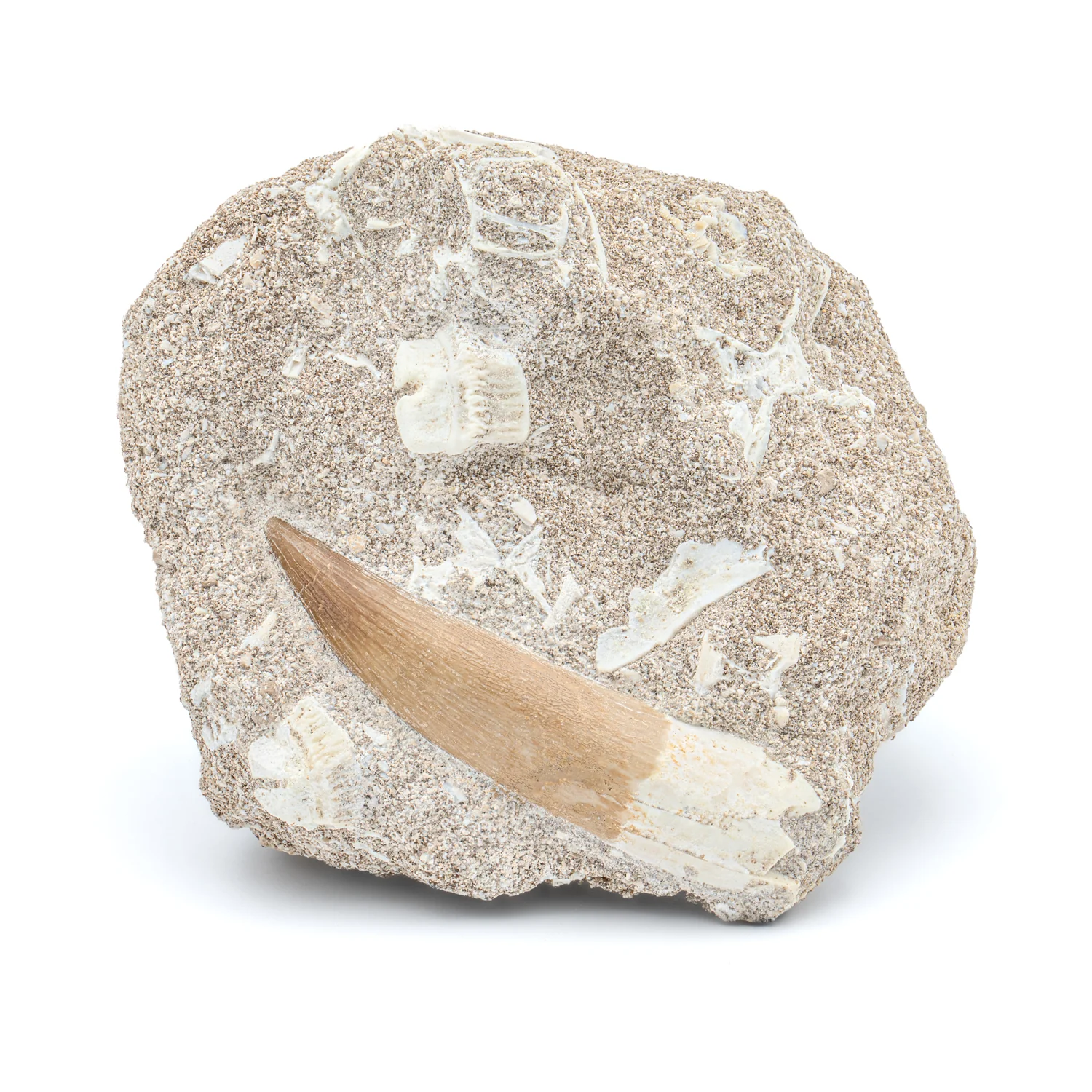 Plesiosaur Tooth in Matrix - SOLD 2.25" - Image 3