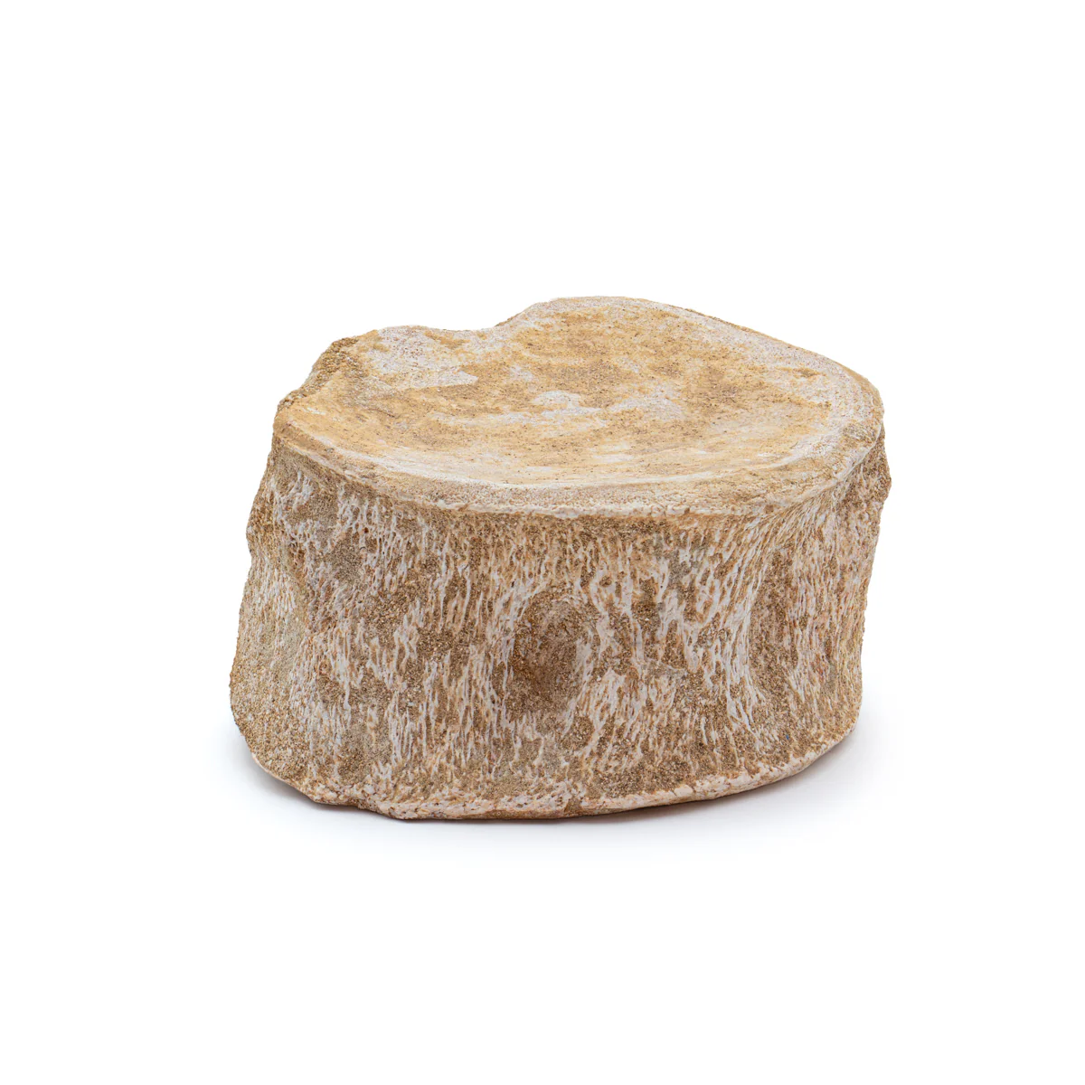 Plesiosaur Vertebra - Classic Boxed Specimens - Image 3
