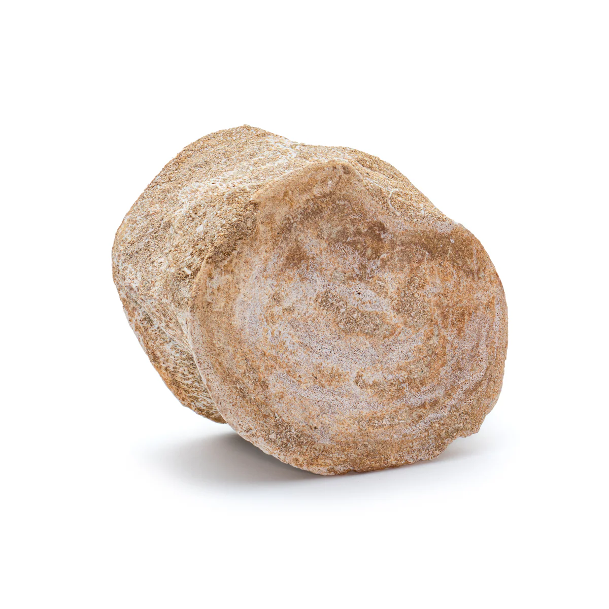 Plesiosaur Vertebra - Classic Boxed Specimens - Image 4
