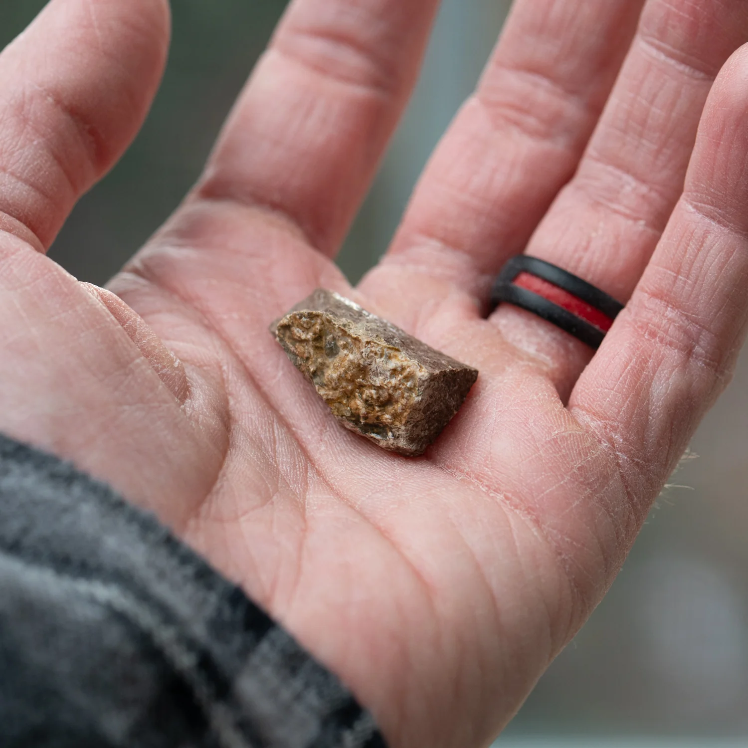 Pliosaur Bone - Image 2
