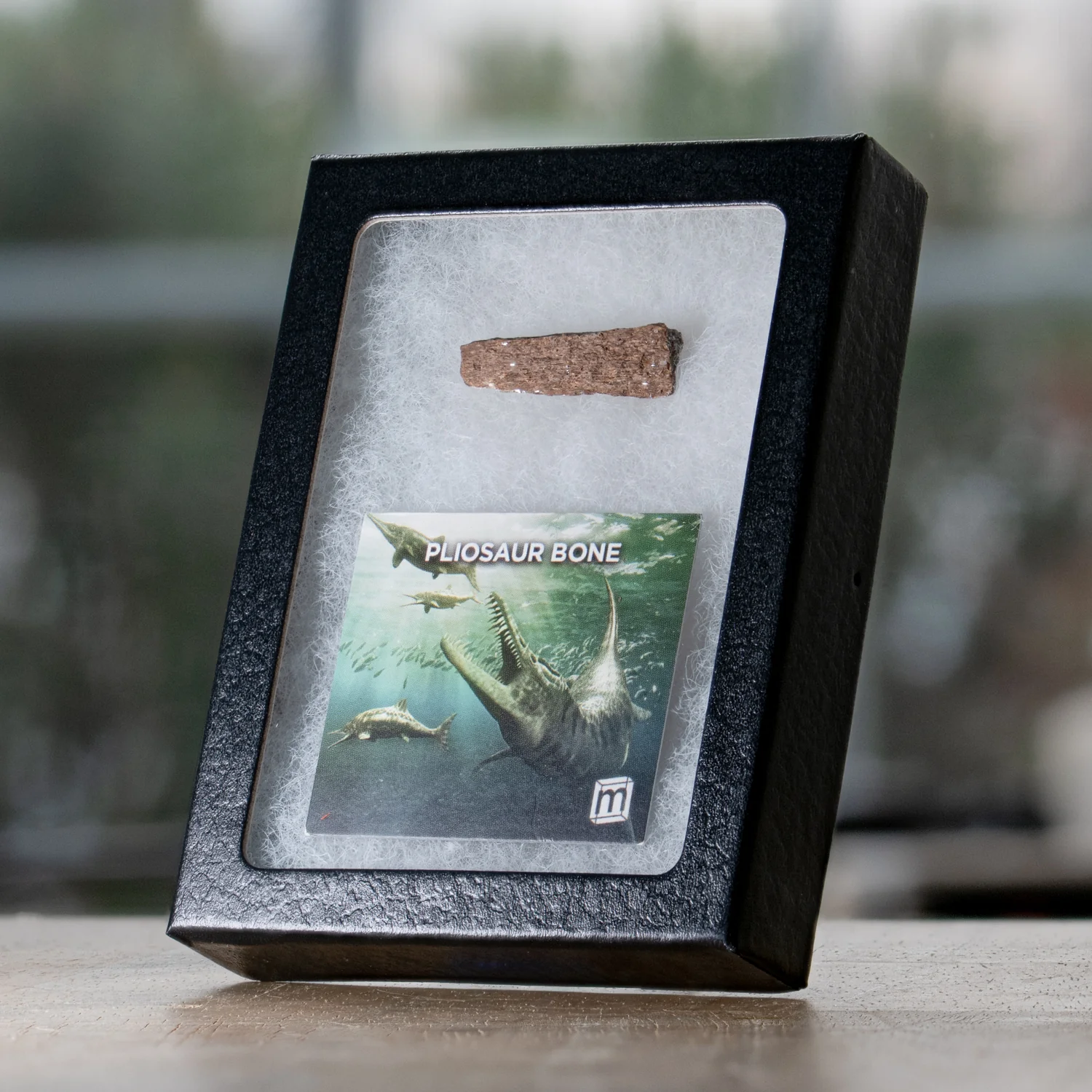 Pliosaur Bone - Image 3