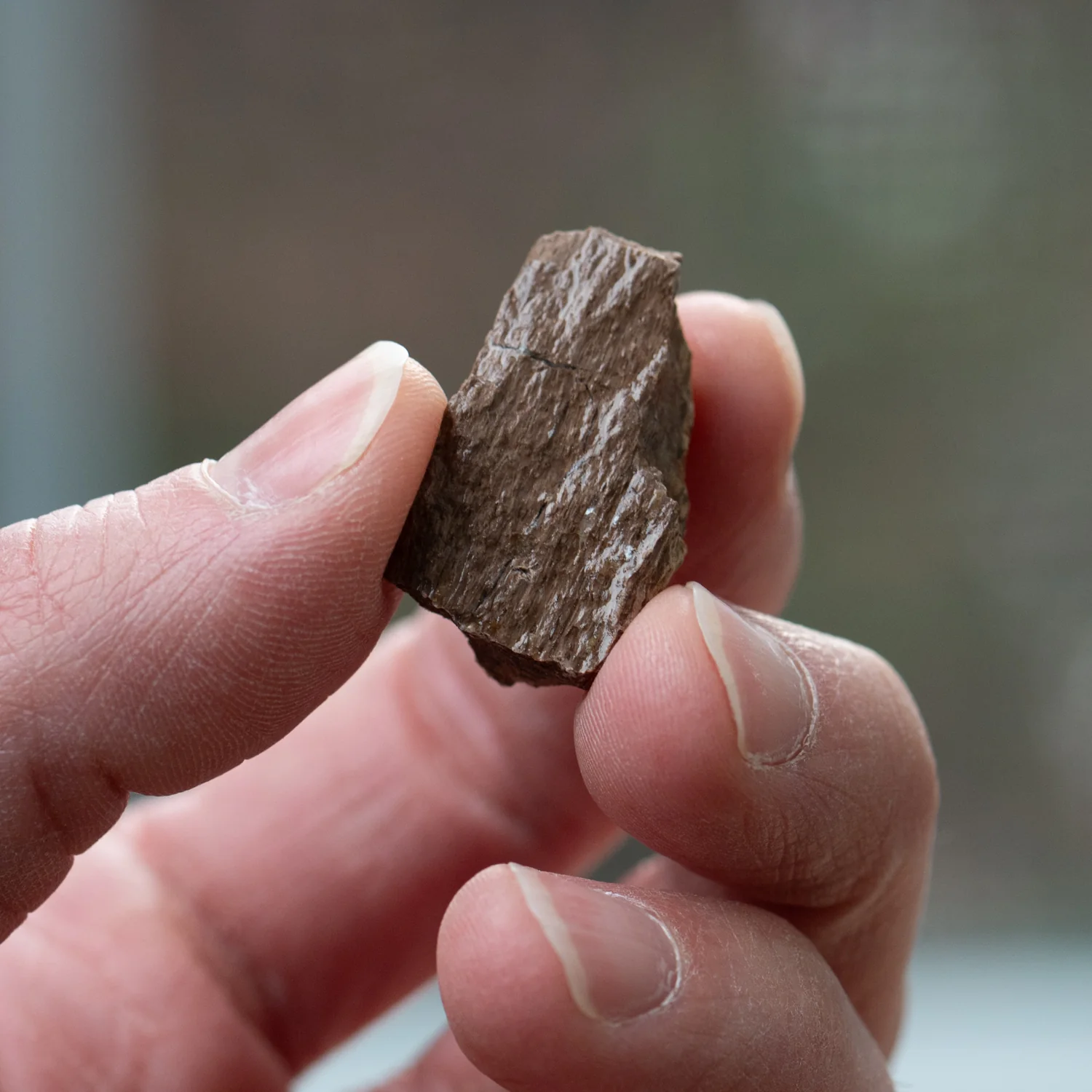 Pliosaur Bone - Image 4