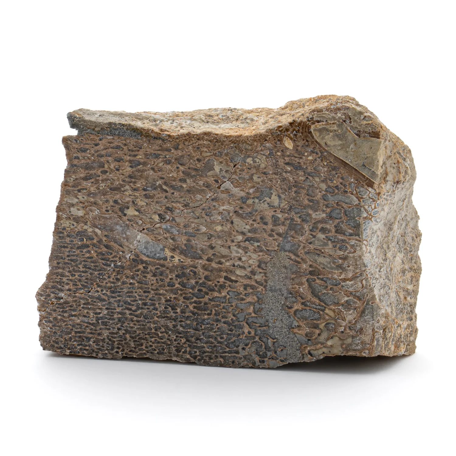 Pliosaur Fossil - SOLD 2.132" Polished - Image 2