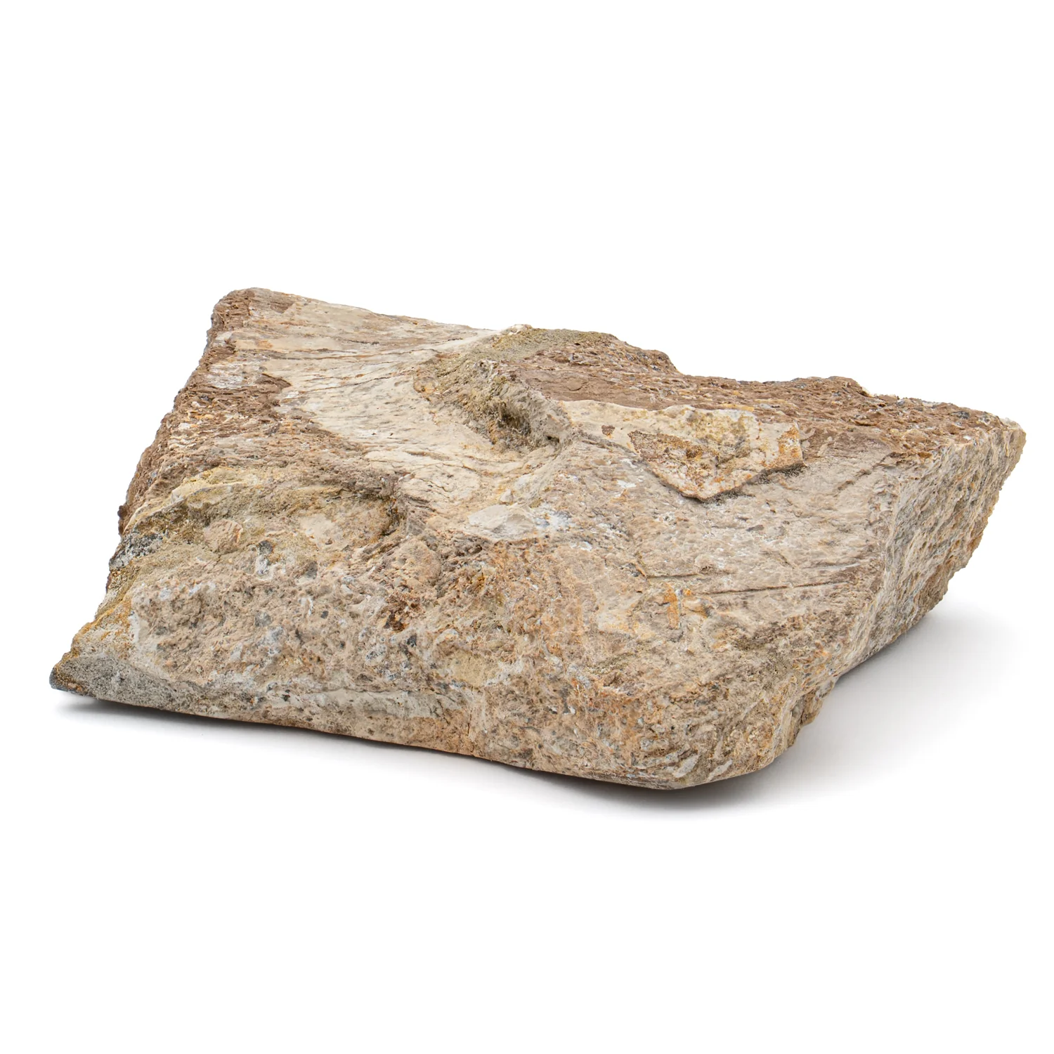 Pliosaur Fossil - SOLD 2.132" Polished - Image 3