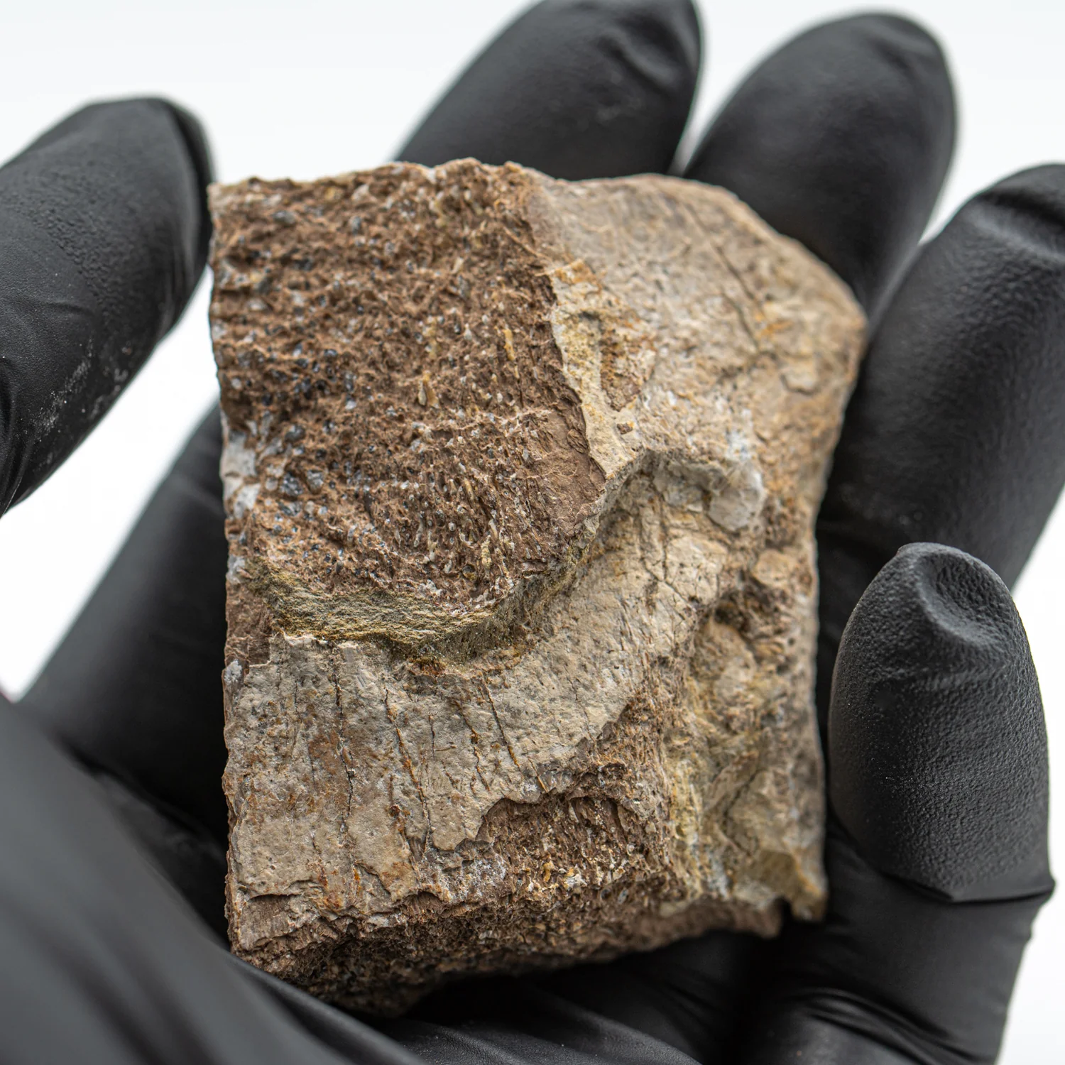 Pliosaur Fossil - SOLD 2.132" Polished - Image 4