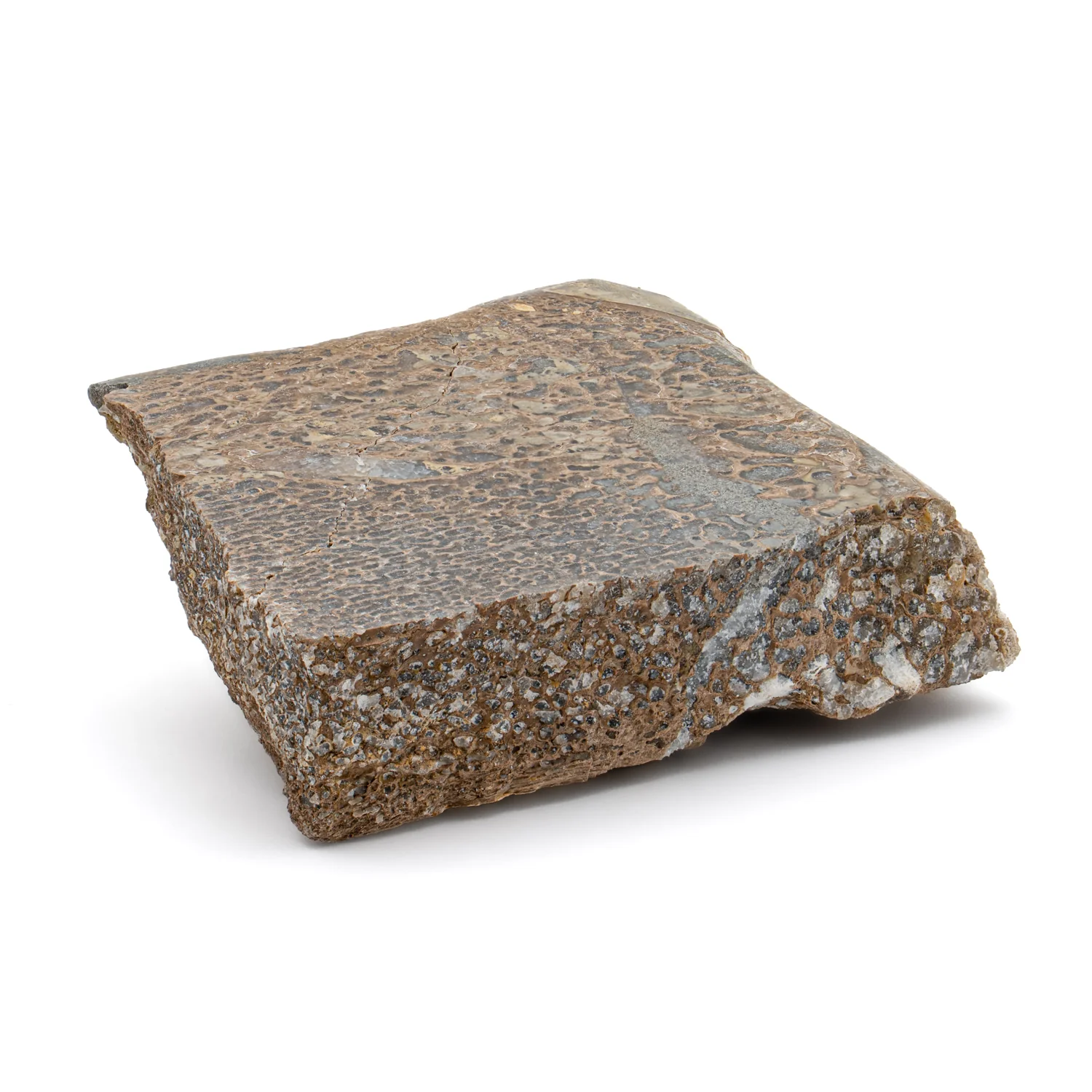 Pliosaur Fossil - SOLD 2.132" Polished - Image 5
