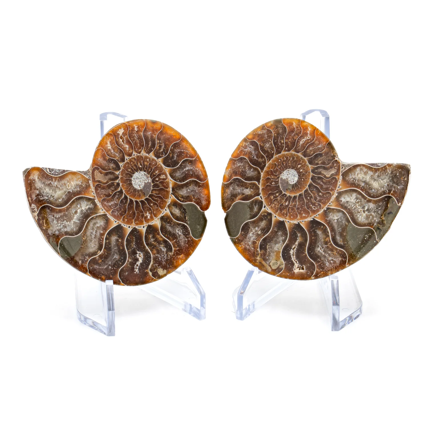 Polished Ammonite Split Pair - 2.956" Cleoniceras