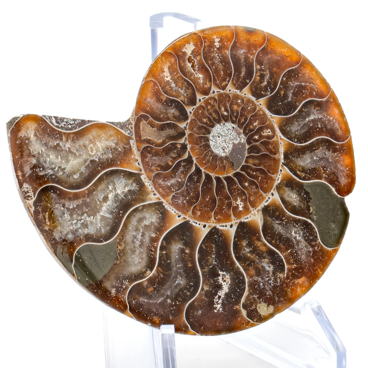 Polished Ammonite Split Pair - 2.956" Cleoniceras - Image 2