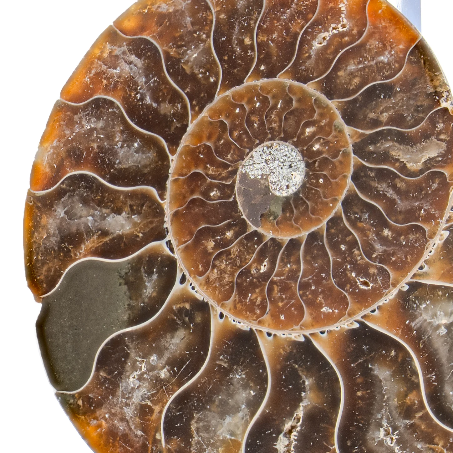 Polished Ammonite Split Pair - 2.956" Cleoniceras - Image 3