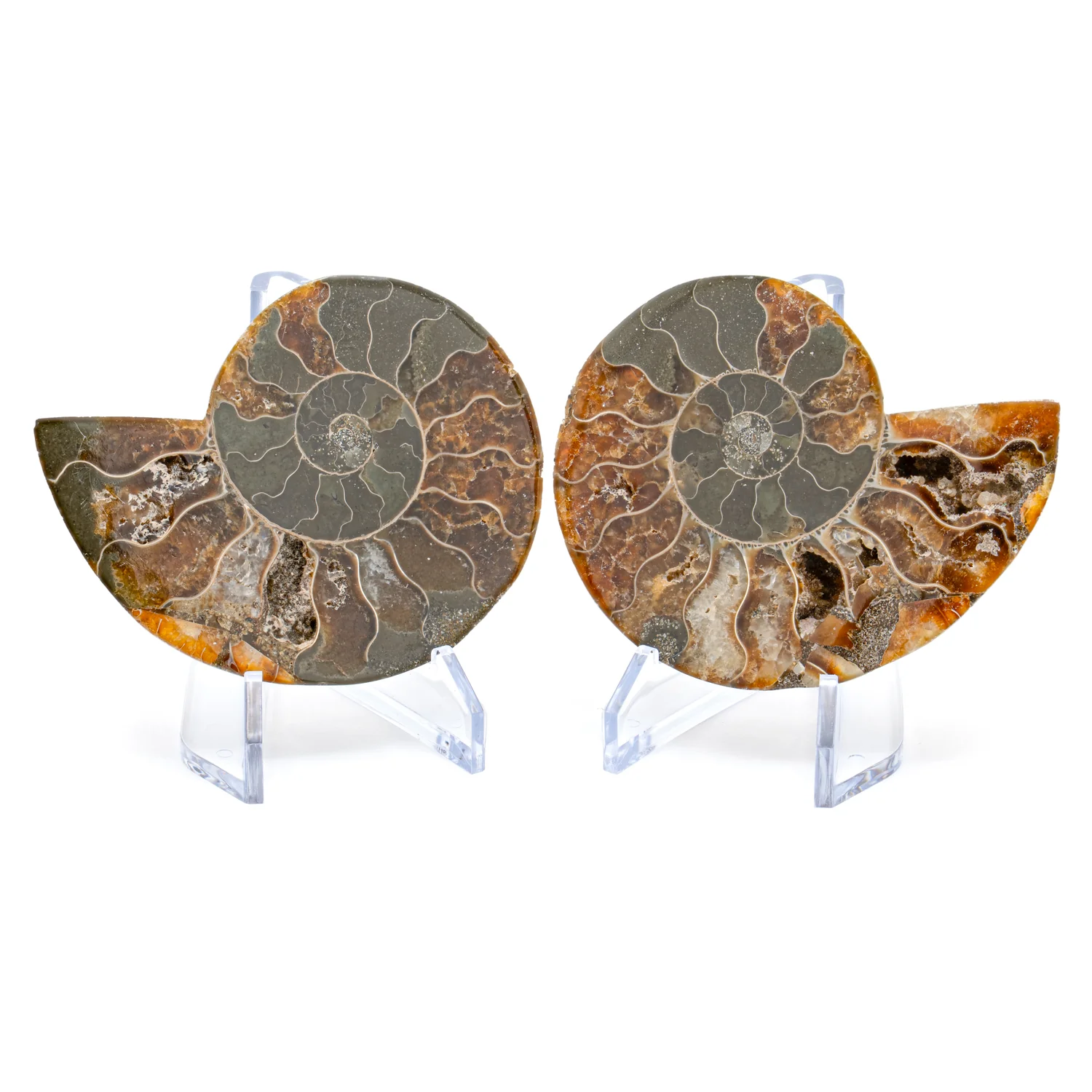 Polished Ammonite Split Pair - 3.154" Cleoniceras
