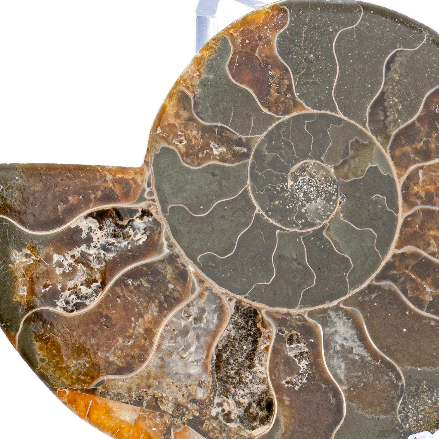 Polished Ammonite Split Pair - 3.154" Cleoniceras - Image 2