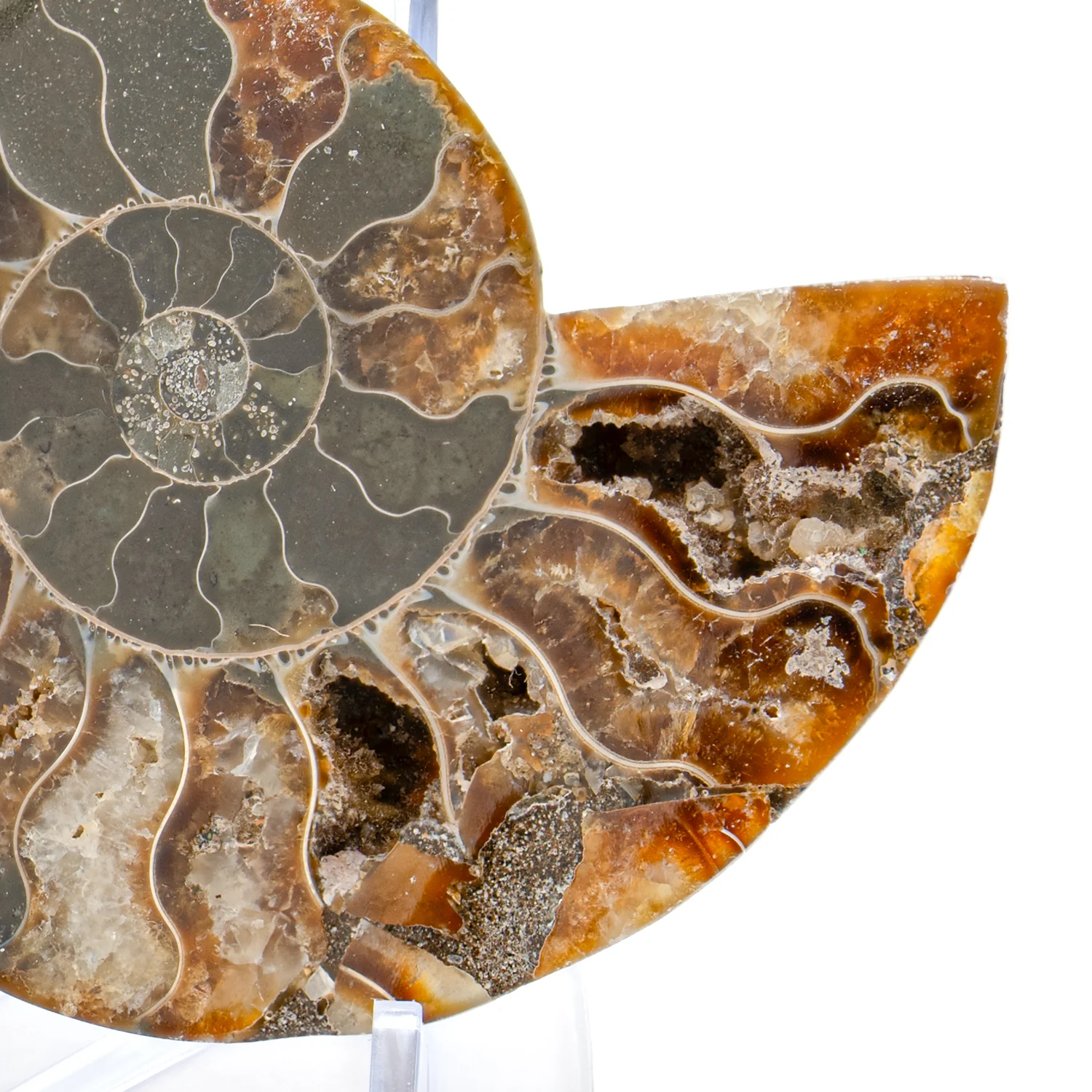 Polished Ammonite Split Pair - 3.154" Cleoniceras - Image 3