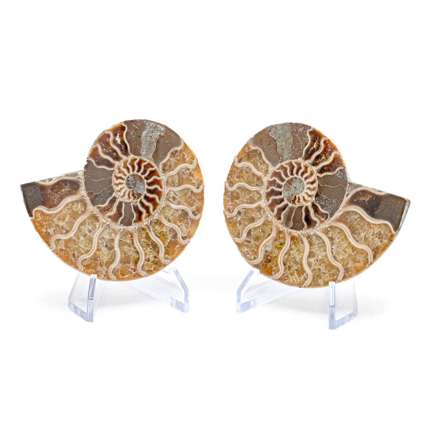 Polished Ammonite Split Pair - 3.307" Cleoniceras
