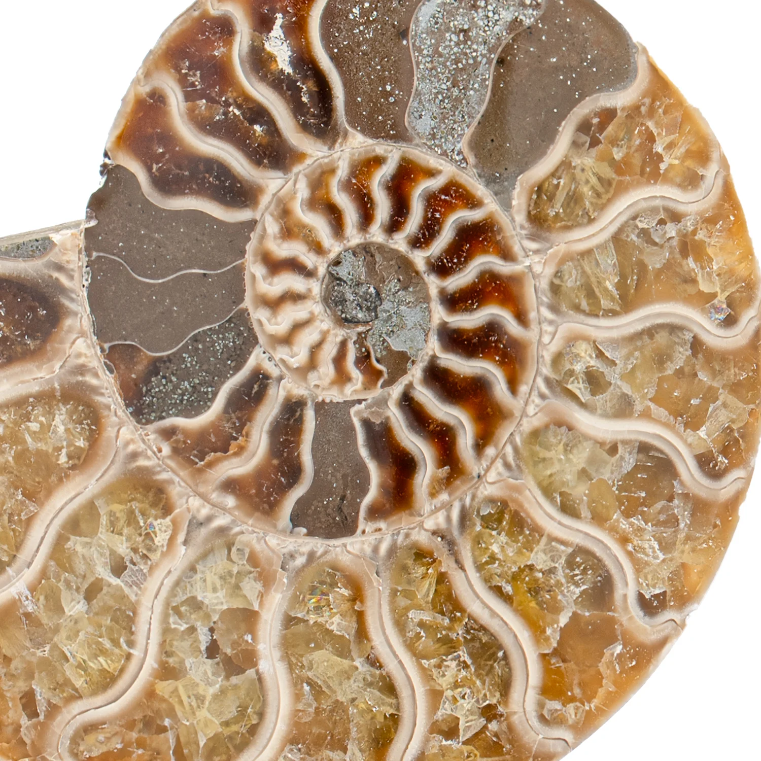 Polished Ammonite Split Pair - 3.307" Cleoniceras - Image 2