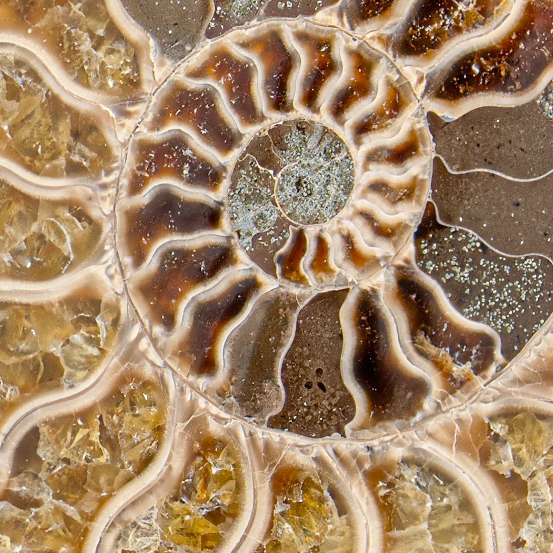 Polished Ammonite Split Pair - 3.307" Cleoniceras - Image 3