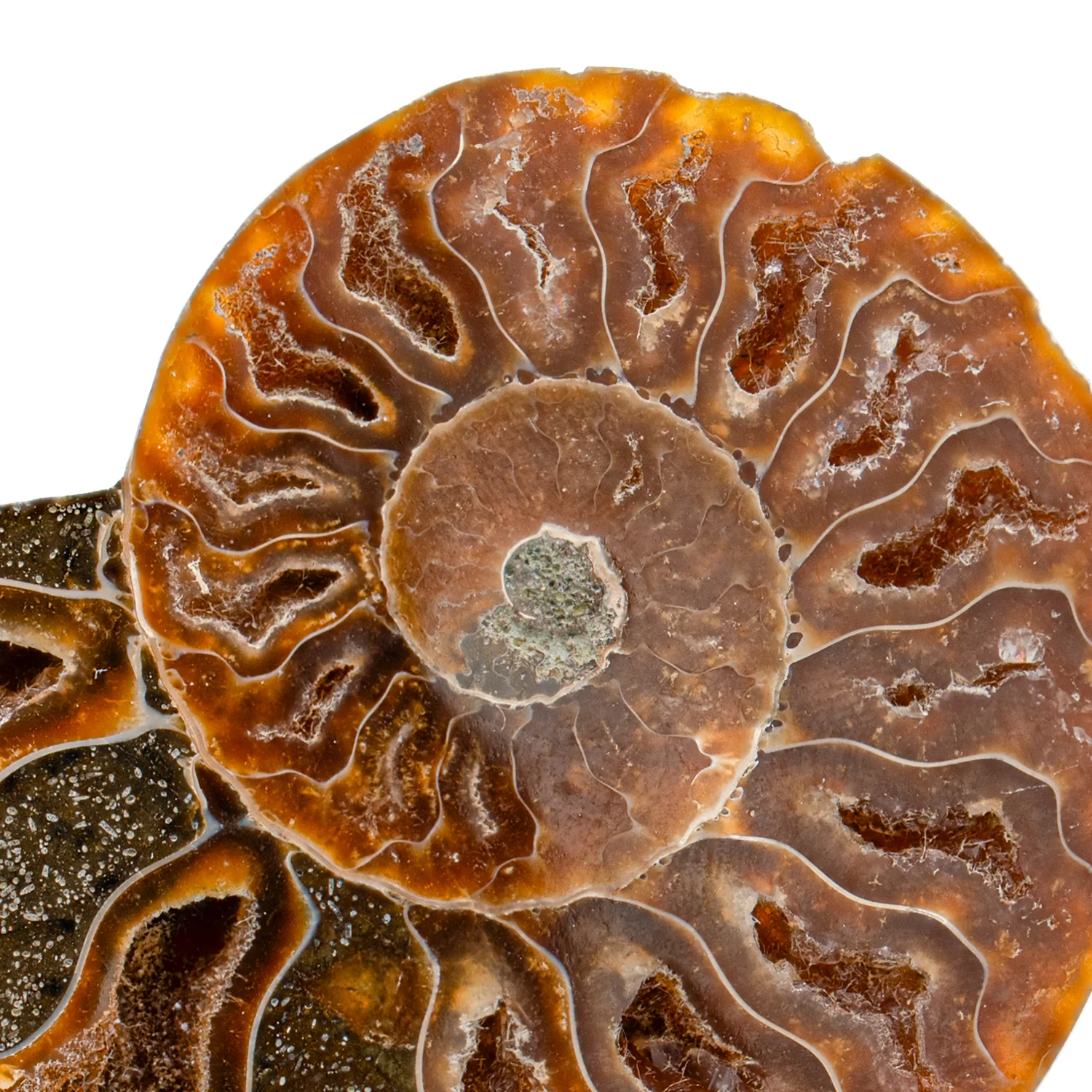 Polished Ammonite Split Pair - 3.316" Cleoniceras - Image 2