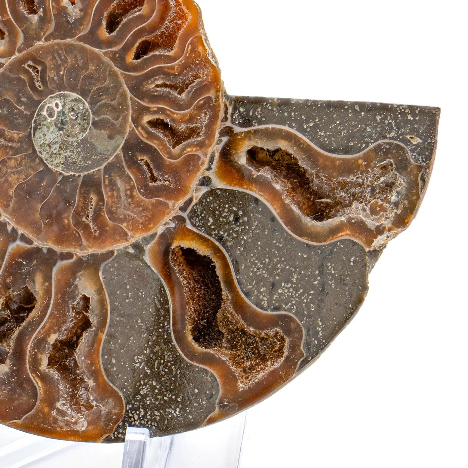 Polished Ammonite Split Pair - 3.316" Cleoniceras - Image 3
