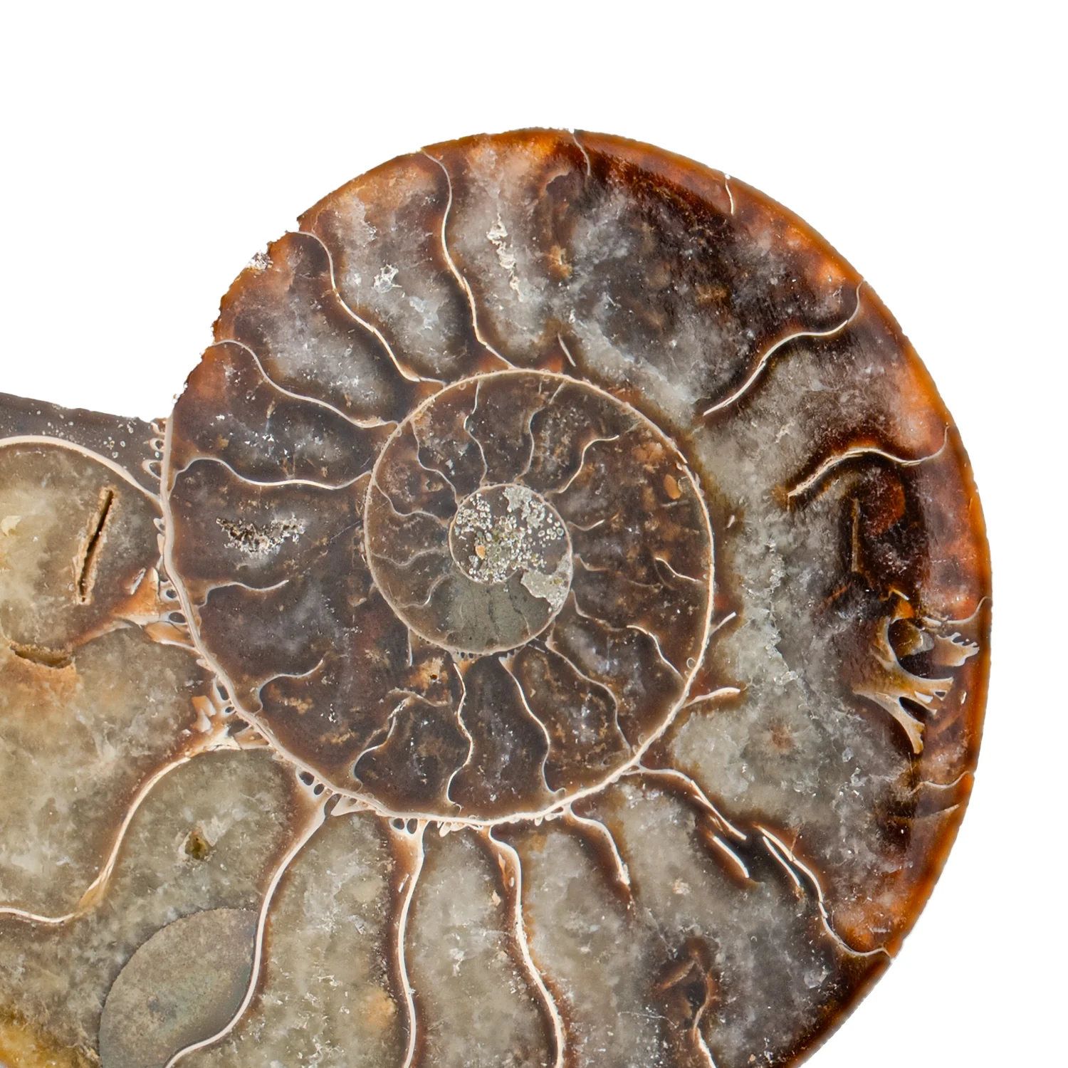 Polished Ammonite Split Pair - 3.446" Cleoniceras - Image 2